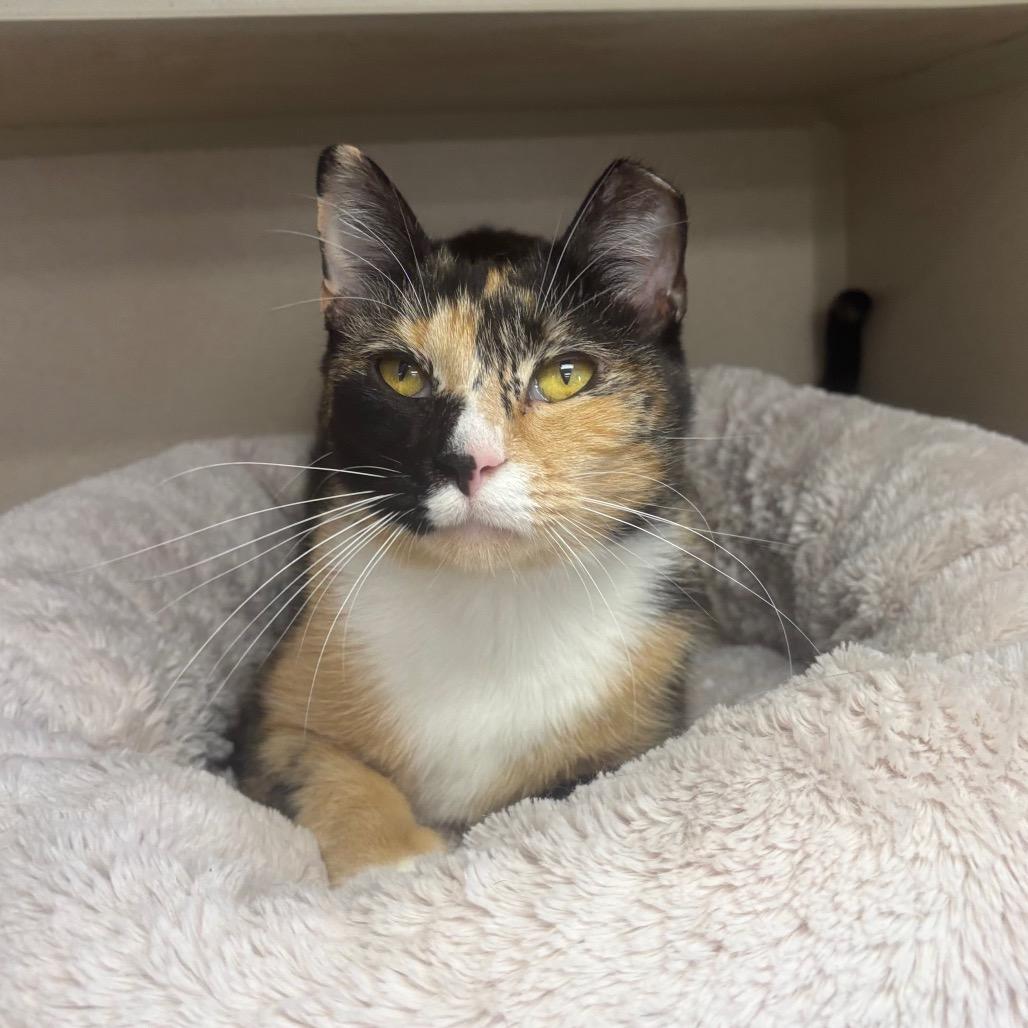 Enlarge Marjan, a Adoptable Domestic Short Hair in Marshalltown, IA image 3/3