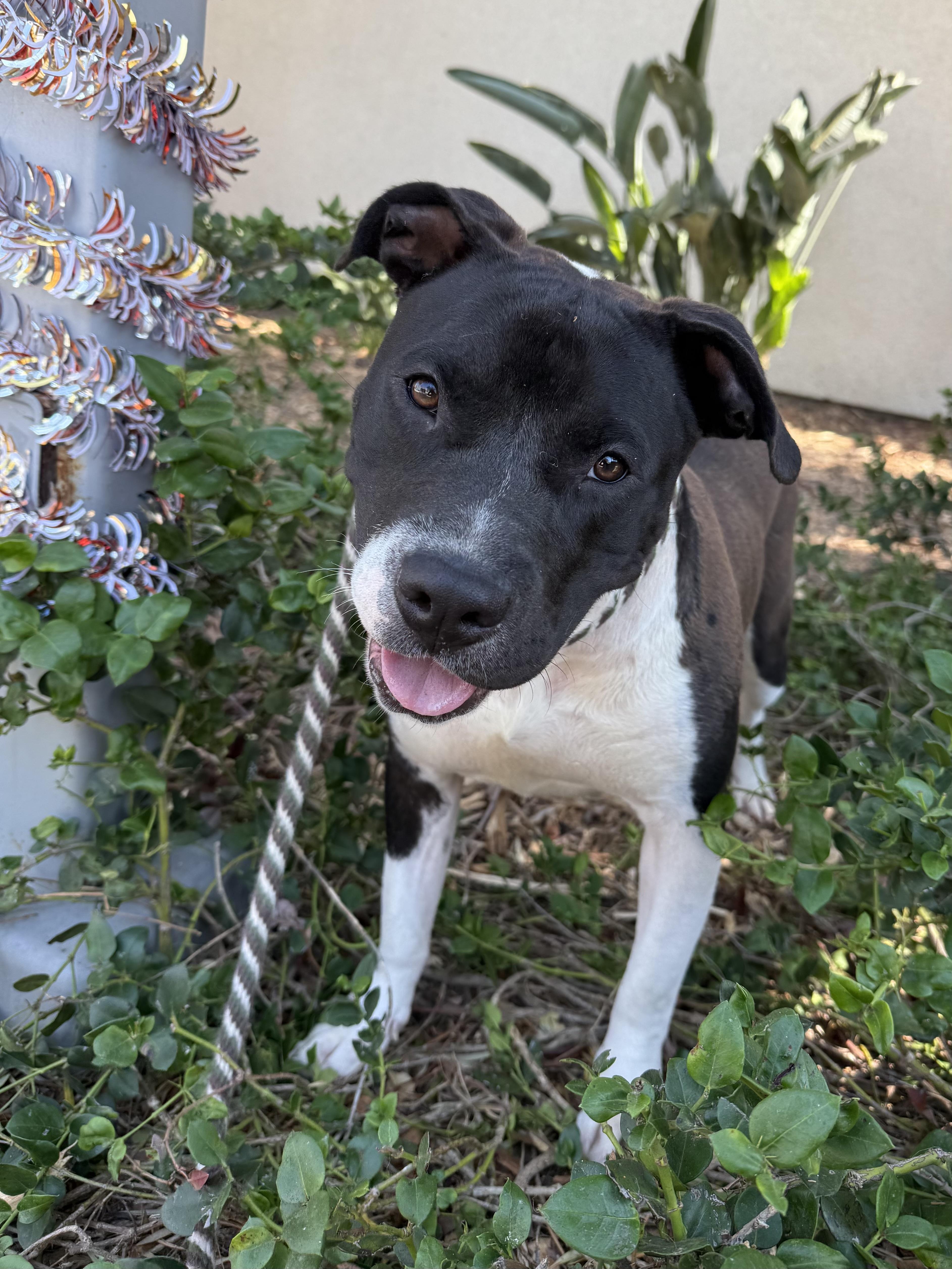 Enlarge Foster Needed / Stella, a Adoptable mixed breed in Rancho Palos Verdes, CA image 3/6