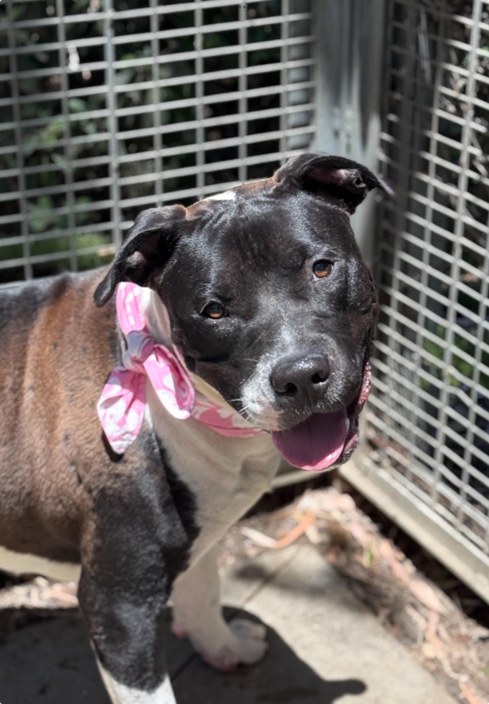 Enlarge Foster Needed / Stella, a Adoptable mixed breed in Rancho Palos Verdes, CA image 4/6