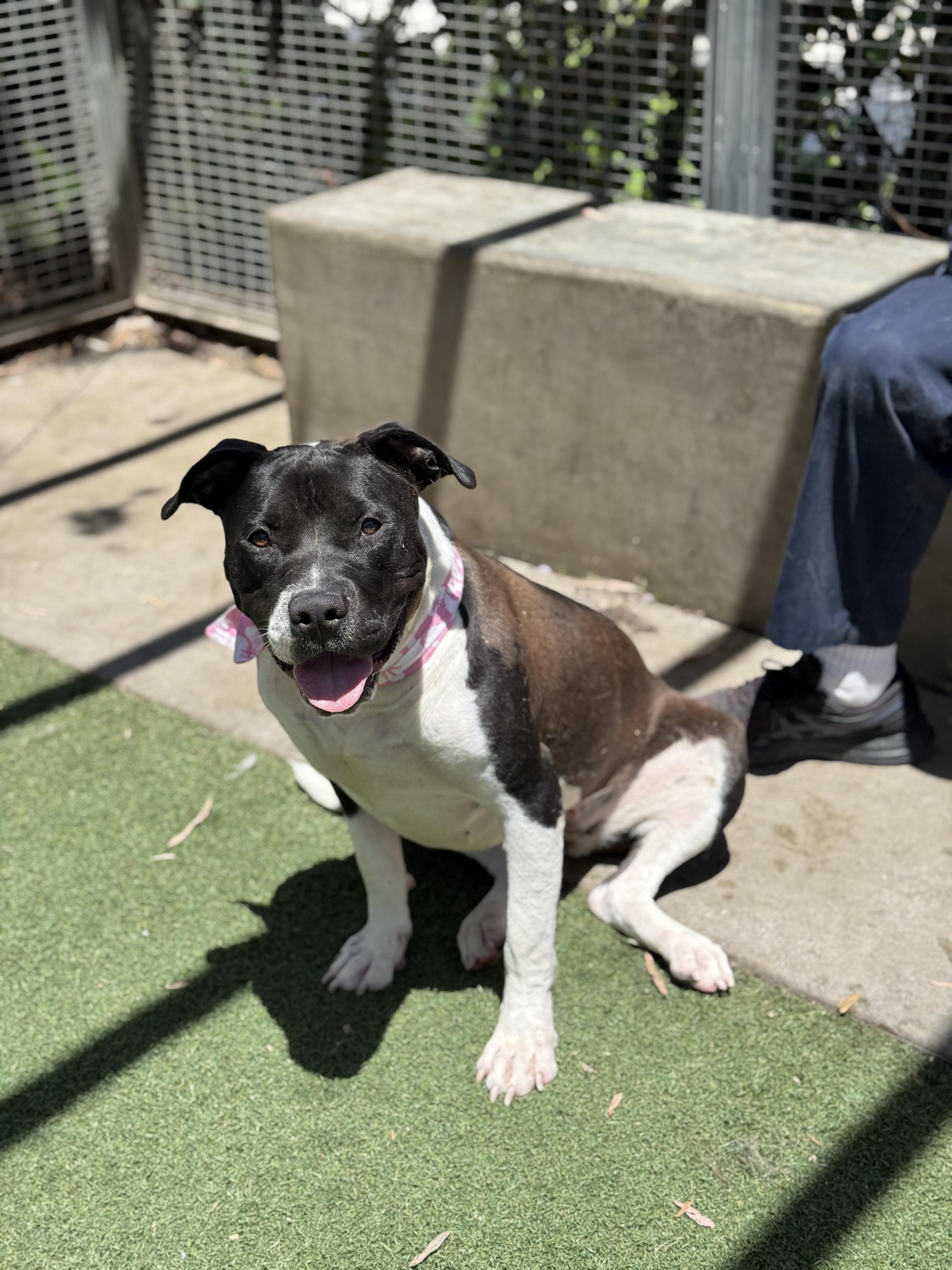 Foster Needed / Stella