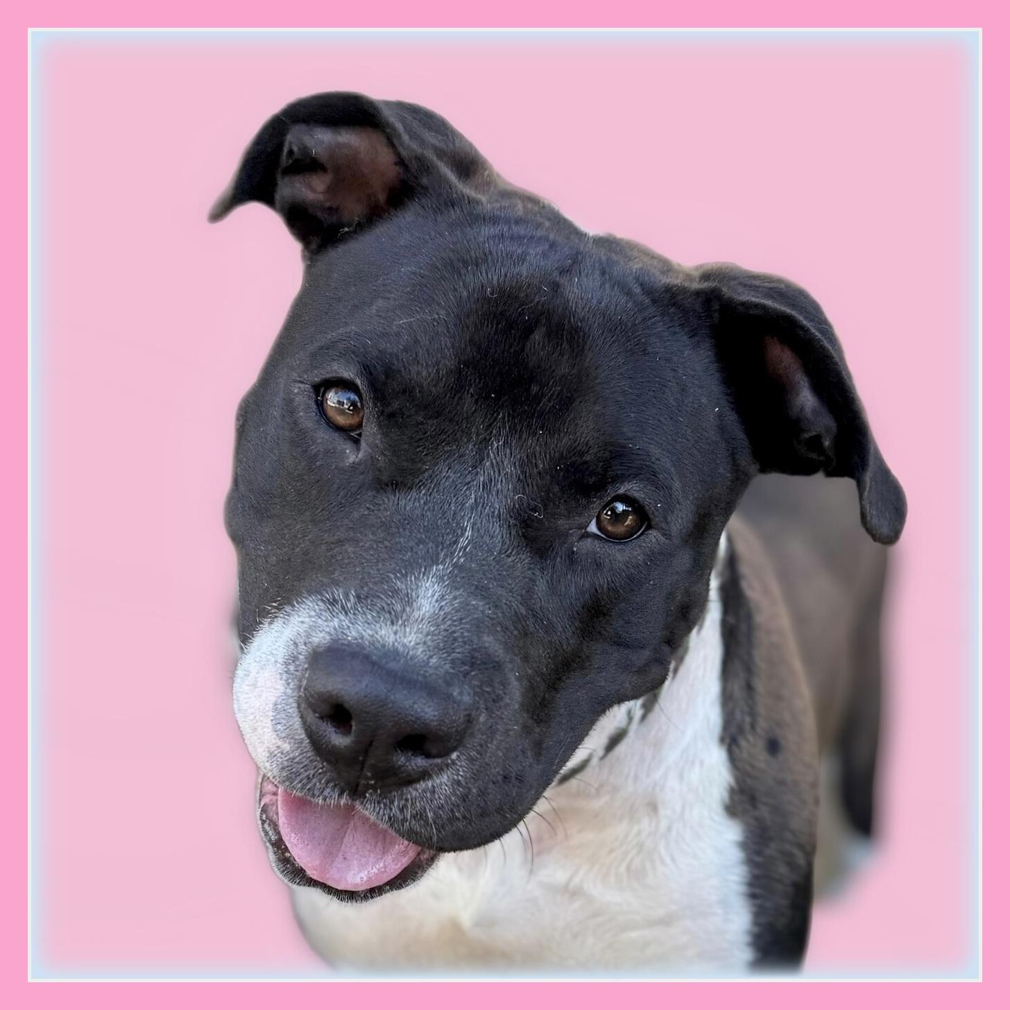 Foster Needed / Stella