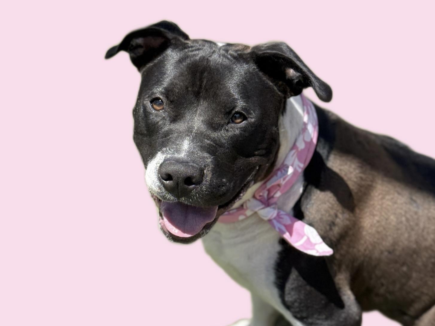 Enlarge Foster Needed / Stella, a Adoptable mixed breed in Rancho Palos Verdes, CA image 1/6