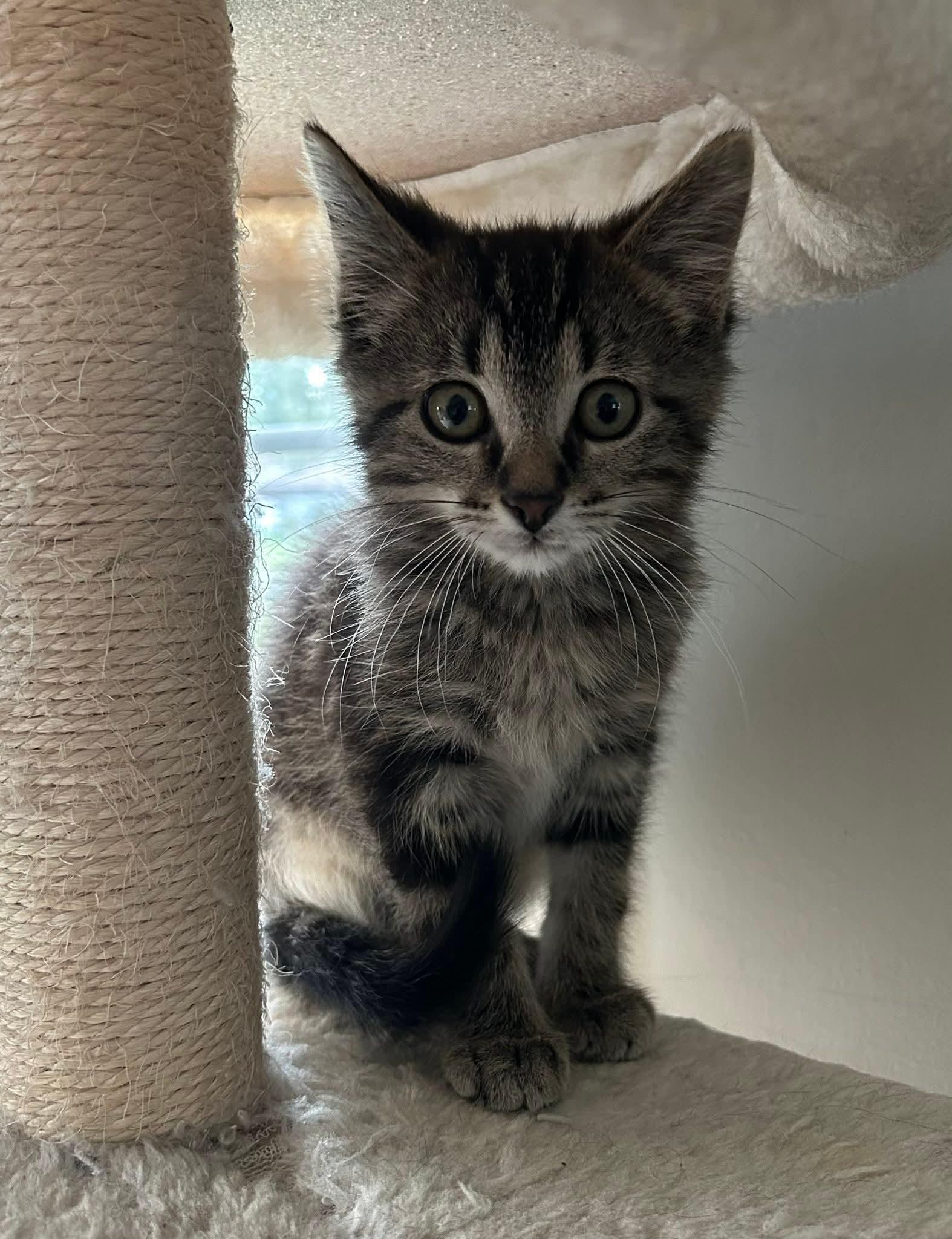 Moon - In Foster