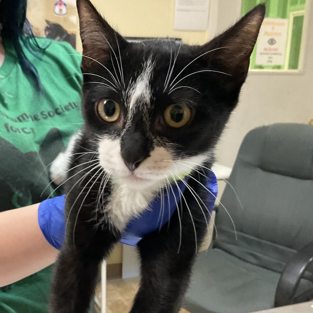 Enlarge Moo, a Adoptable Domestic Short Hair in Monroe, LA image 1/1