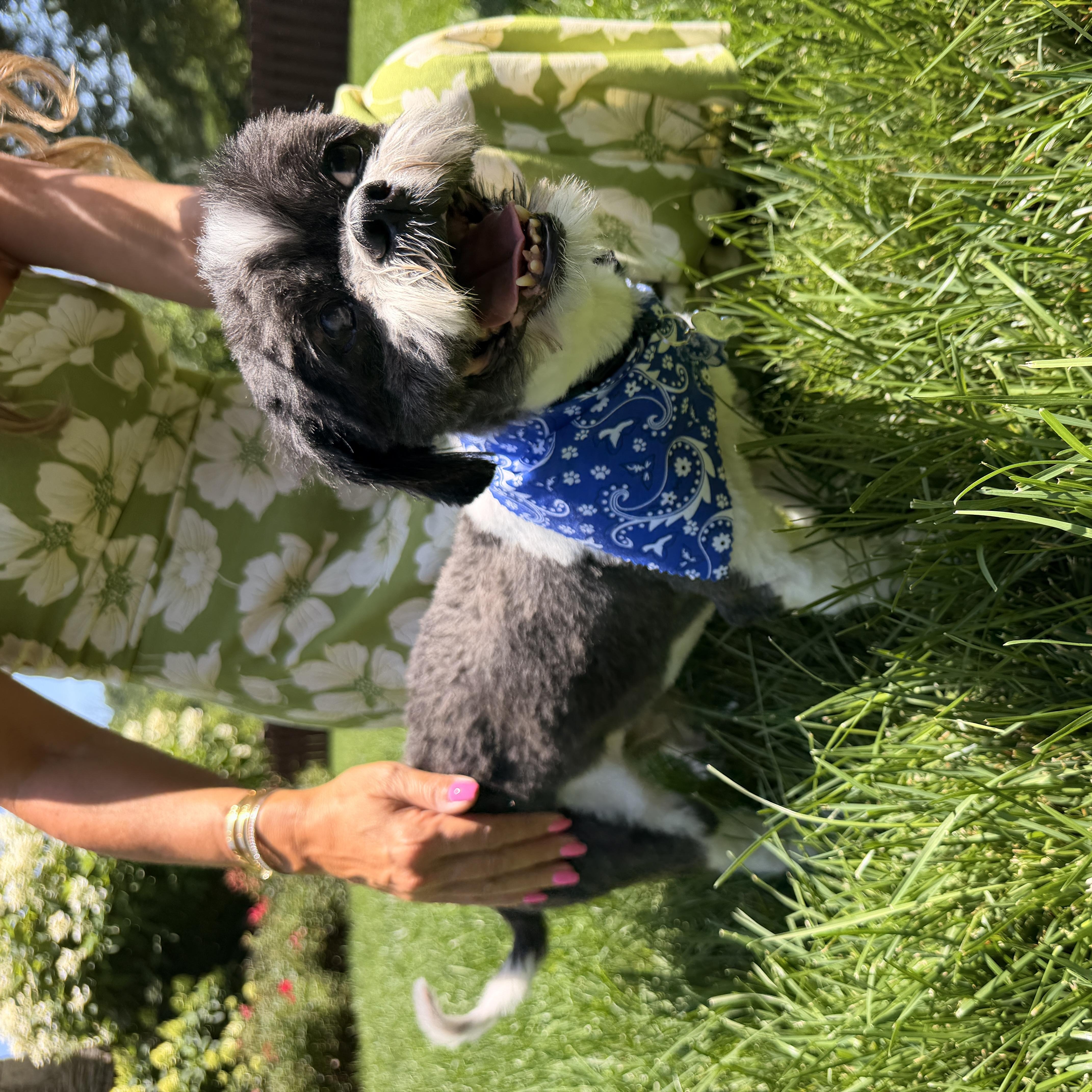 Enlarge Dixon, an adopted Shih Tzu in Thornwood, NY image 4/6