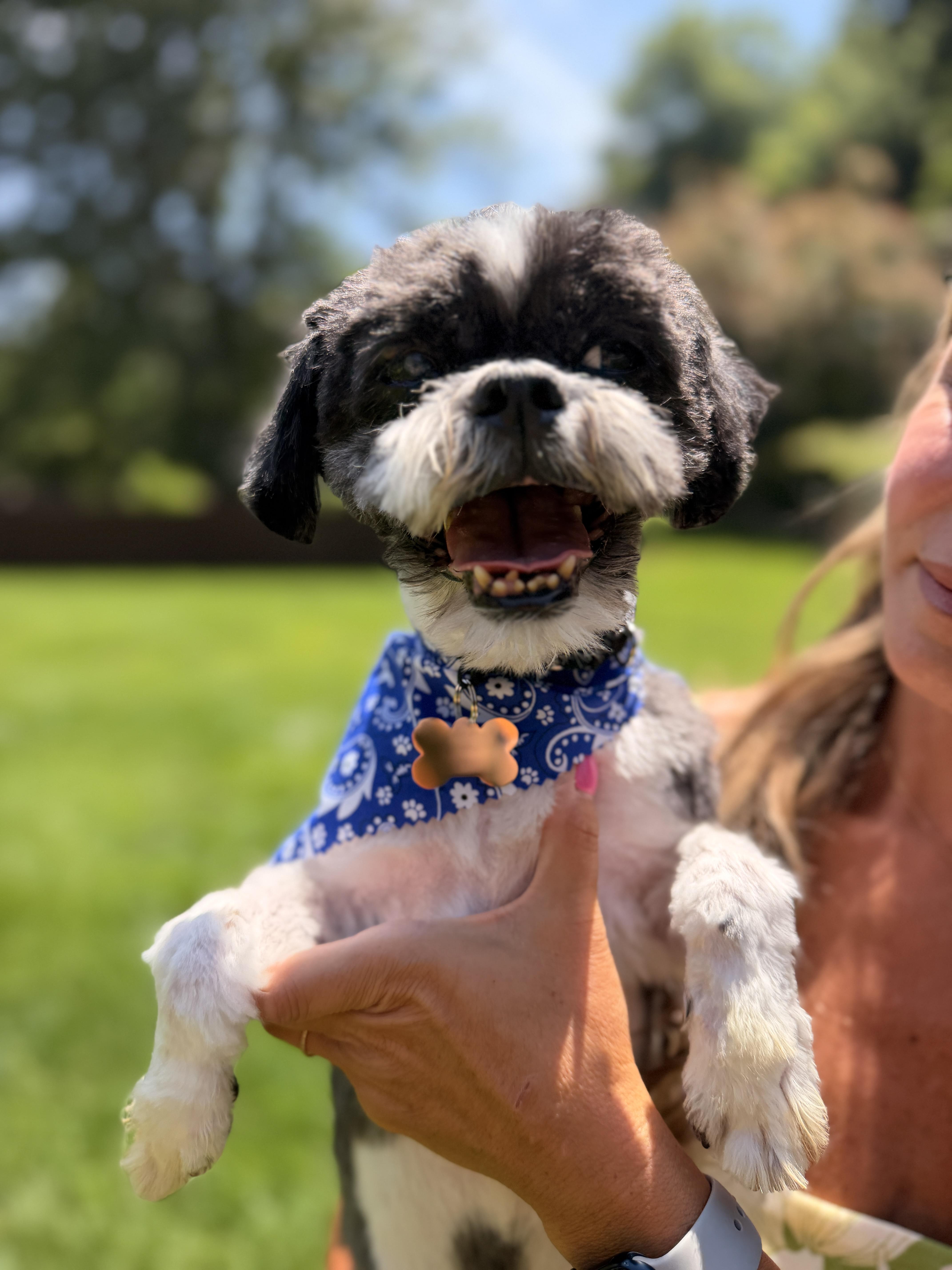 Enlarge Dixon, an adopted Shih Tzu in Thornwood, NY image 5/6