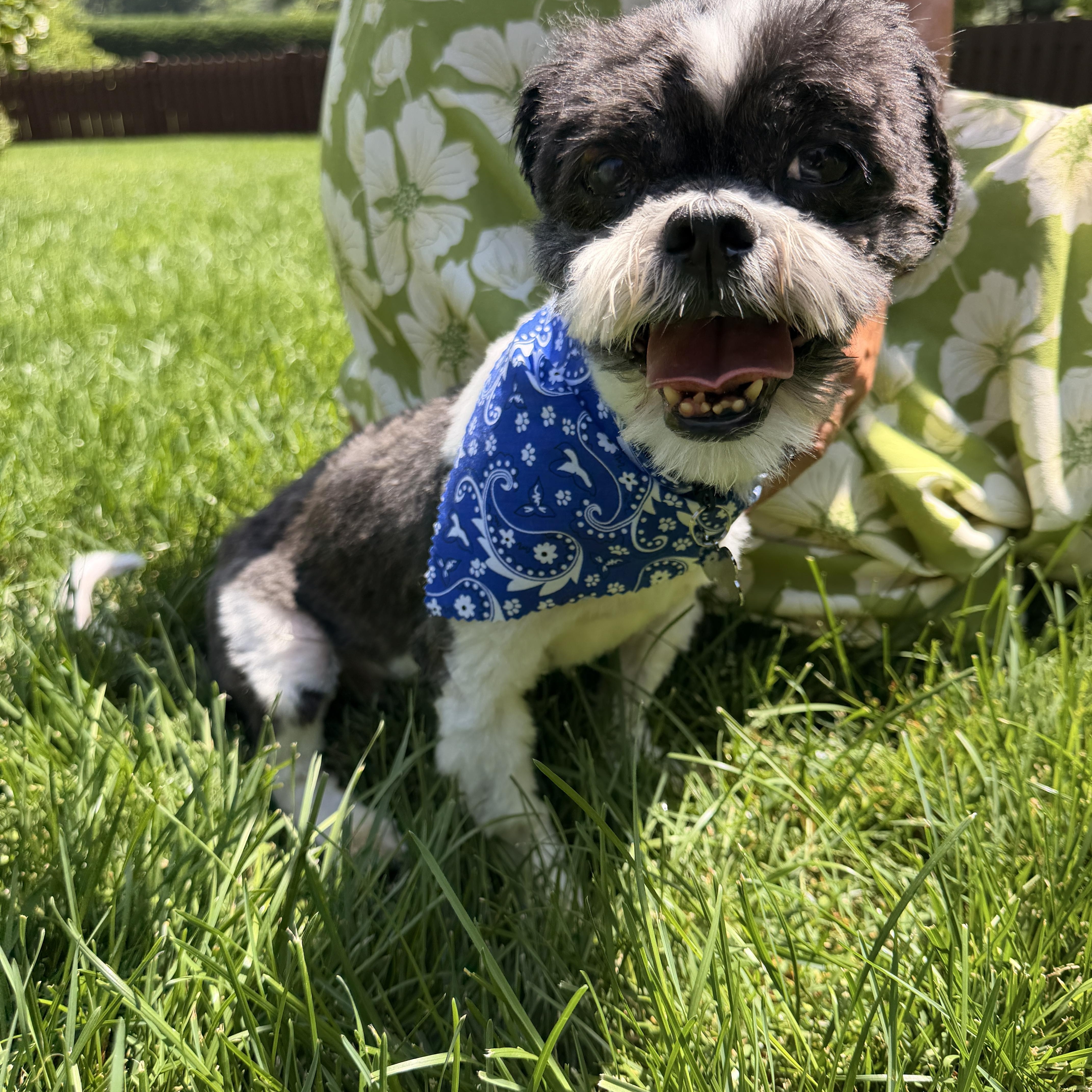 Enlarge Dixon, an adopted Shih Tzu in Thornwood, NY image 2/6