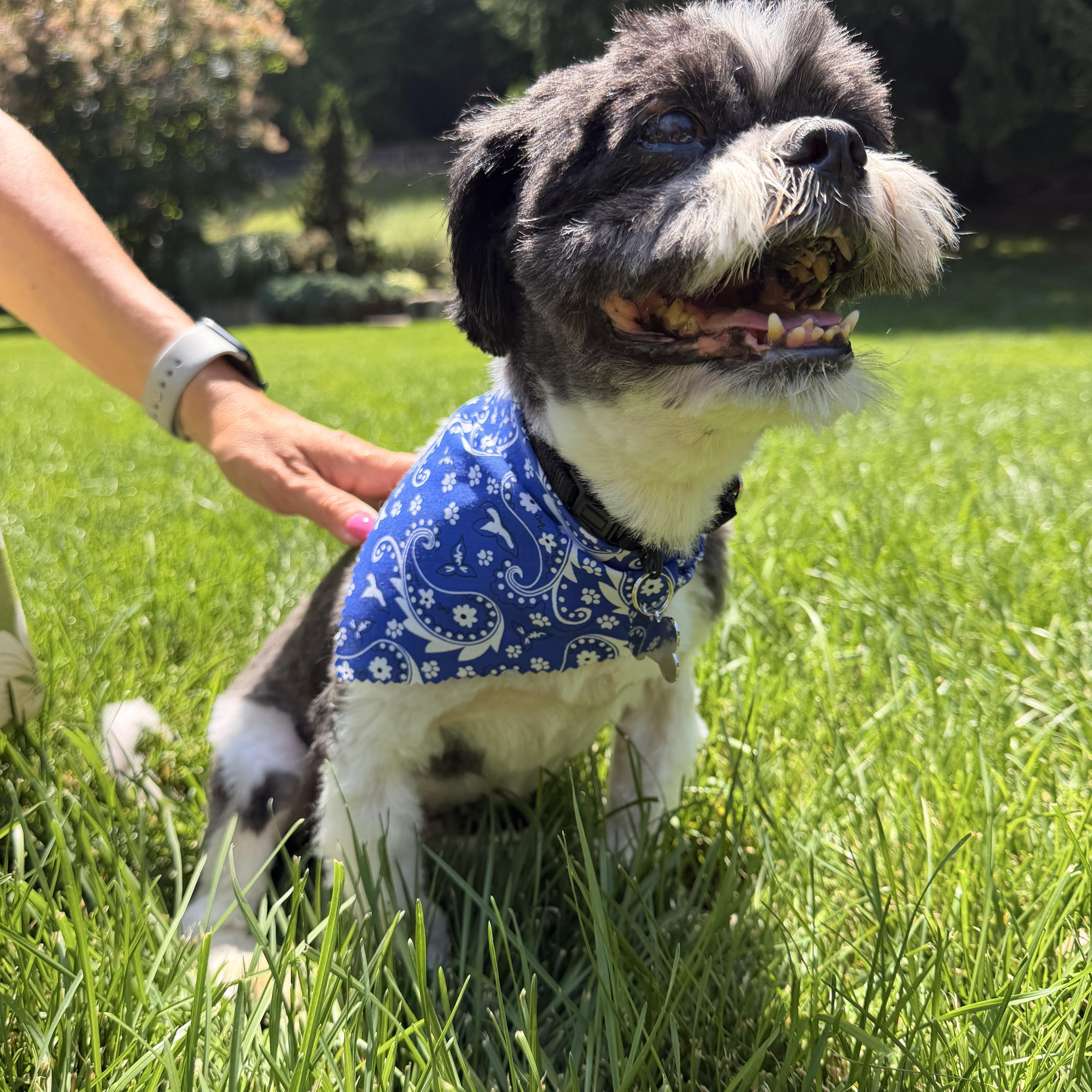 Dixon, adopted, Adult Male Shih Tzu.