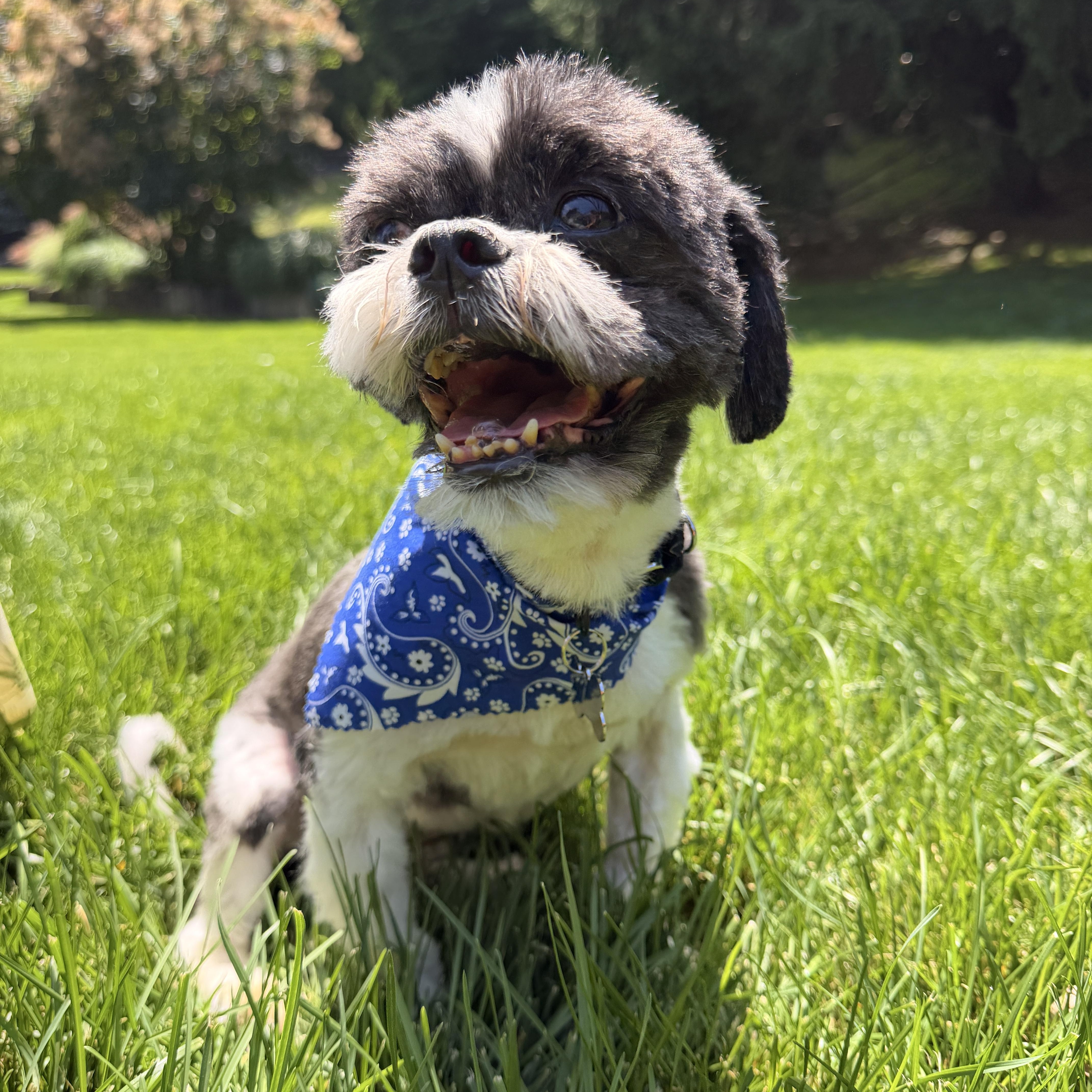 Enlarge Dixon, an adopted Shih Tzu in Thornwood, NY image 3/6