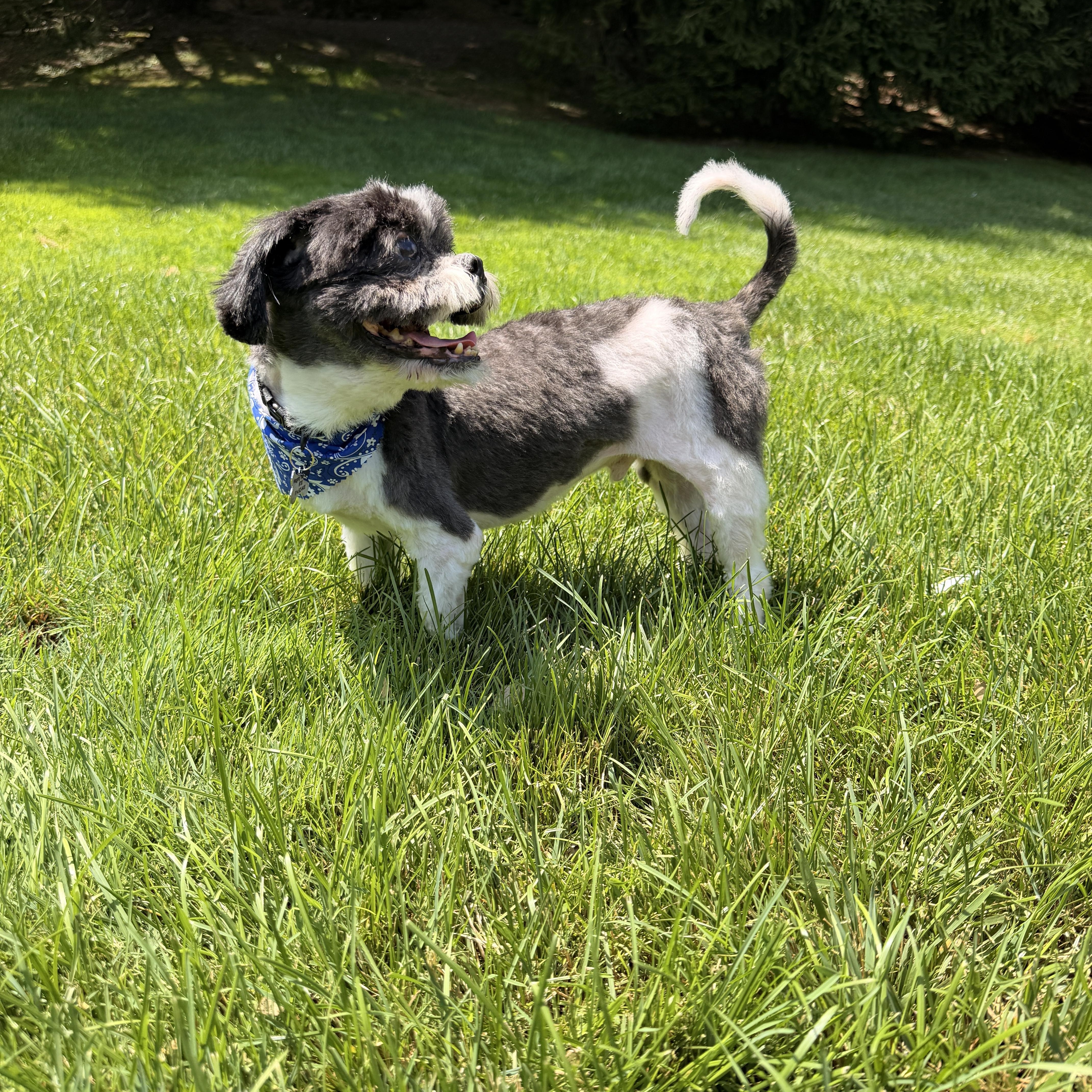 Enlarge Dixon, an adopted Shih Tzu in Thornwood, NY image 6/6