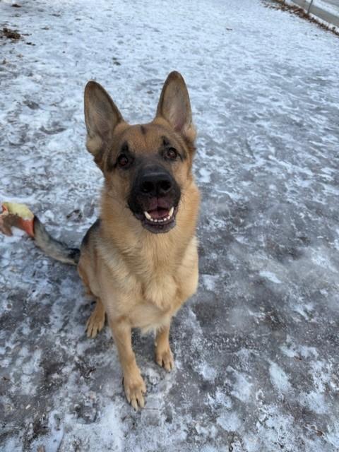 KAISER, Adoptable, Adult Male German Shepherd Dog.
