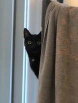 Moon, Adopted, Young Female Domestic Short Hair.