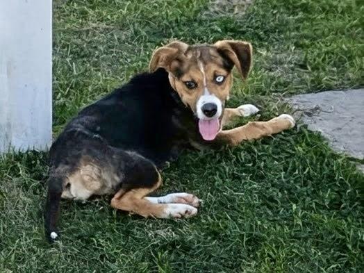 Essence, Adoptable, Young Female Hound & Husky.