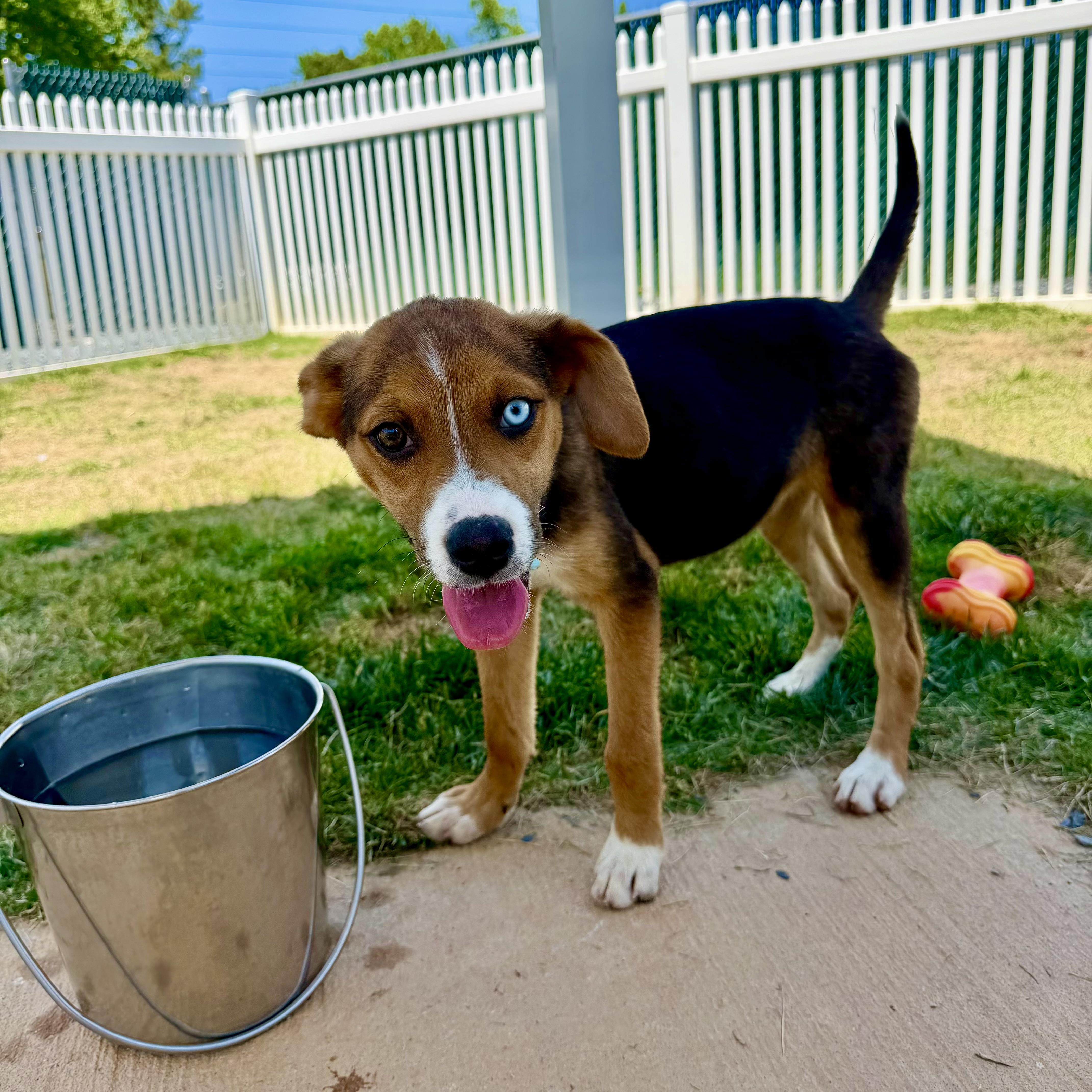 Essence, a Adoptable mixed breed in Paramus, NJ image 4/5