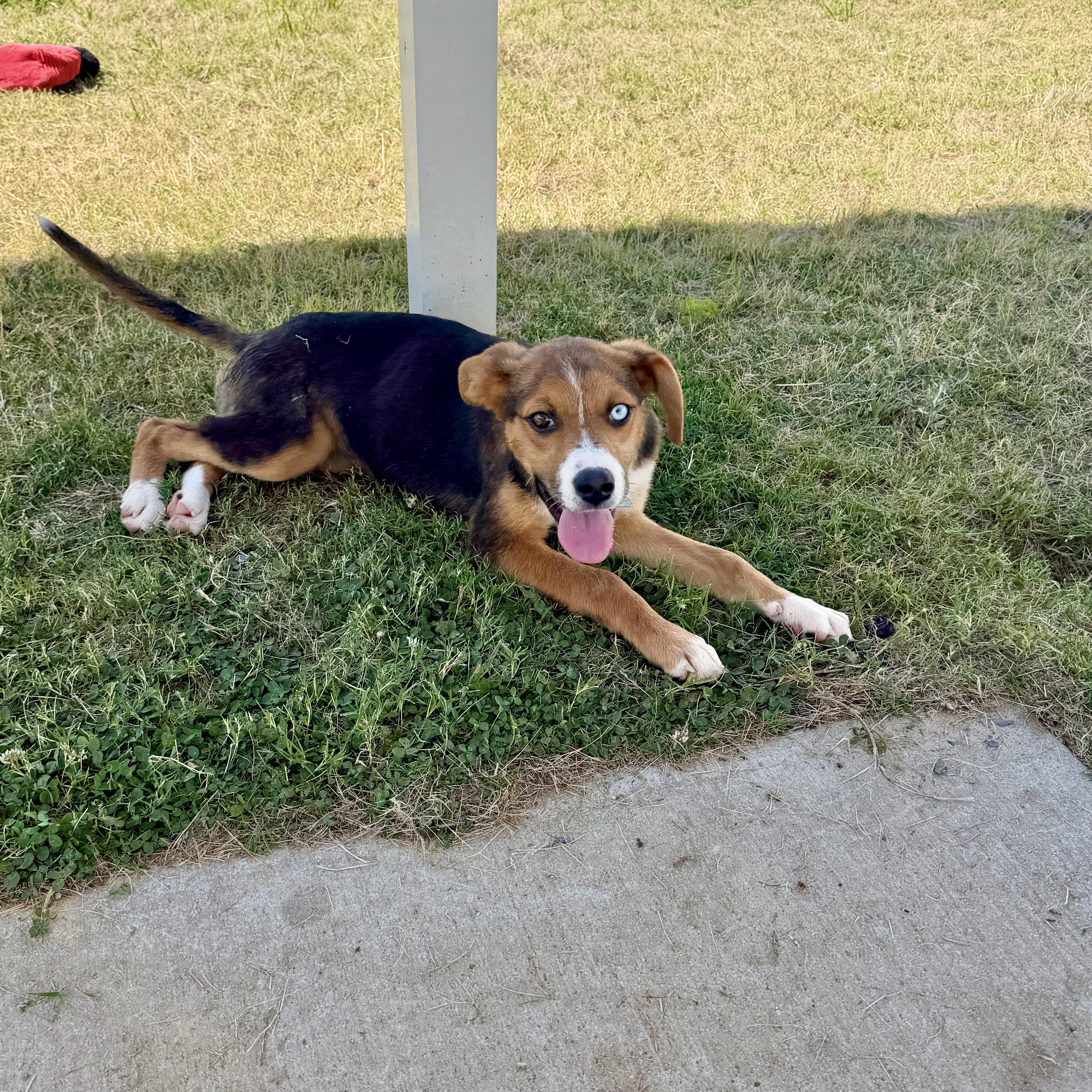 Essence, a Adoptable mixed breed in Paramus, NJ image 3/5