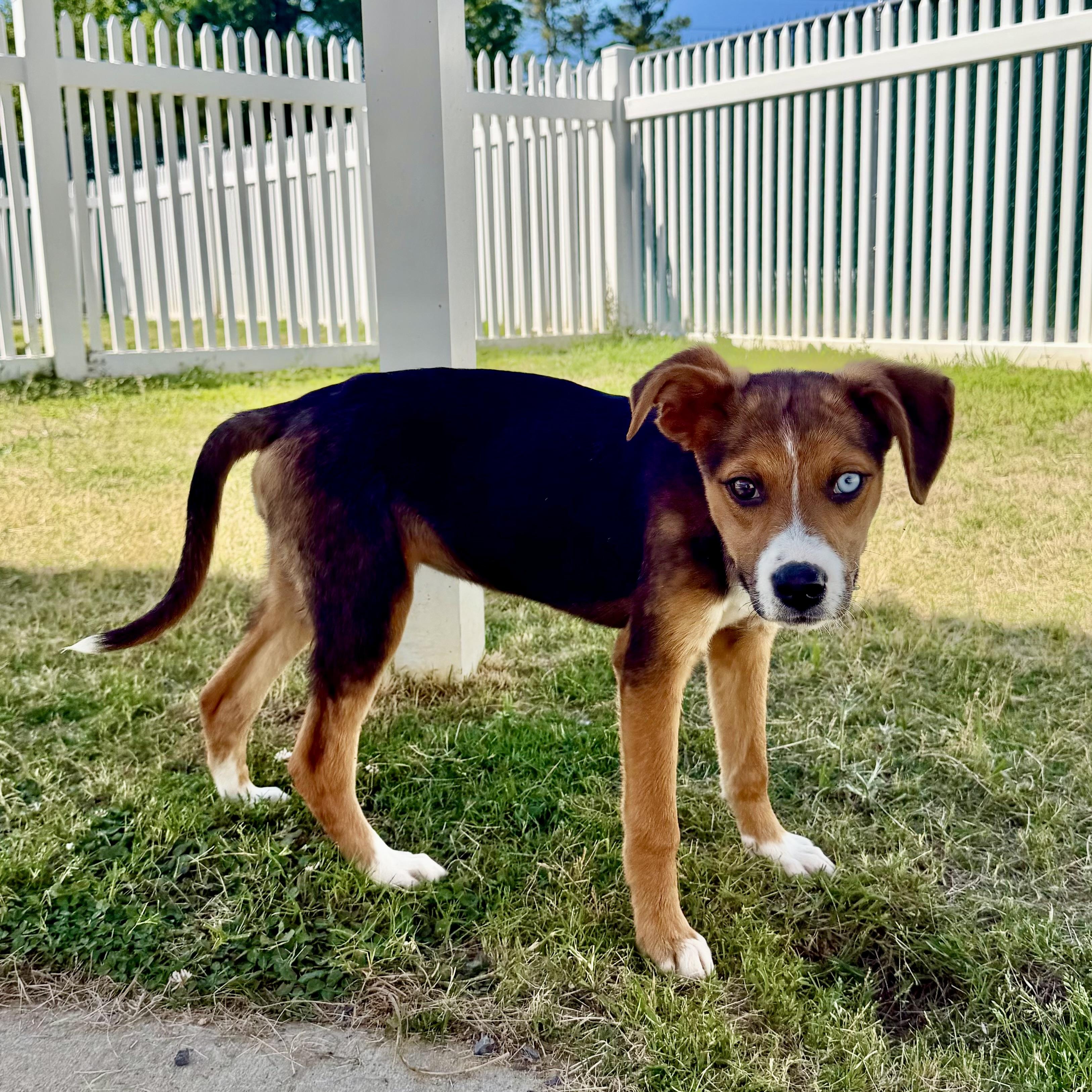 Essence, a Adoptable mixed breed in Paramus, NJ image 2/5