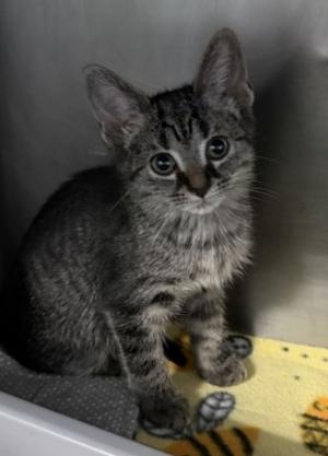 Scorpion Pepper, Adoptable, Kitten Female Domestic Short Hair.