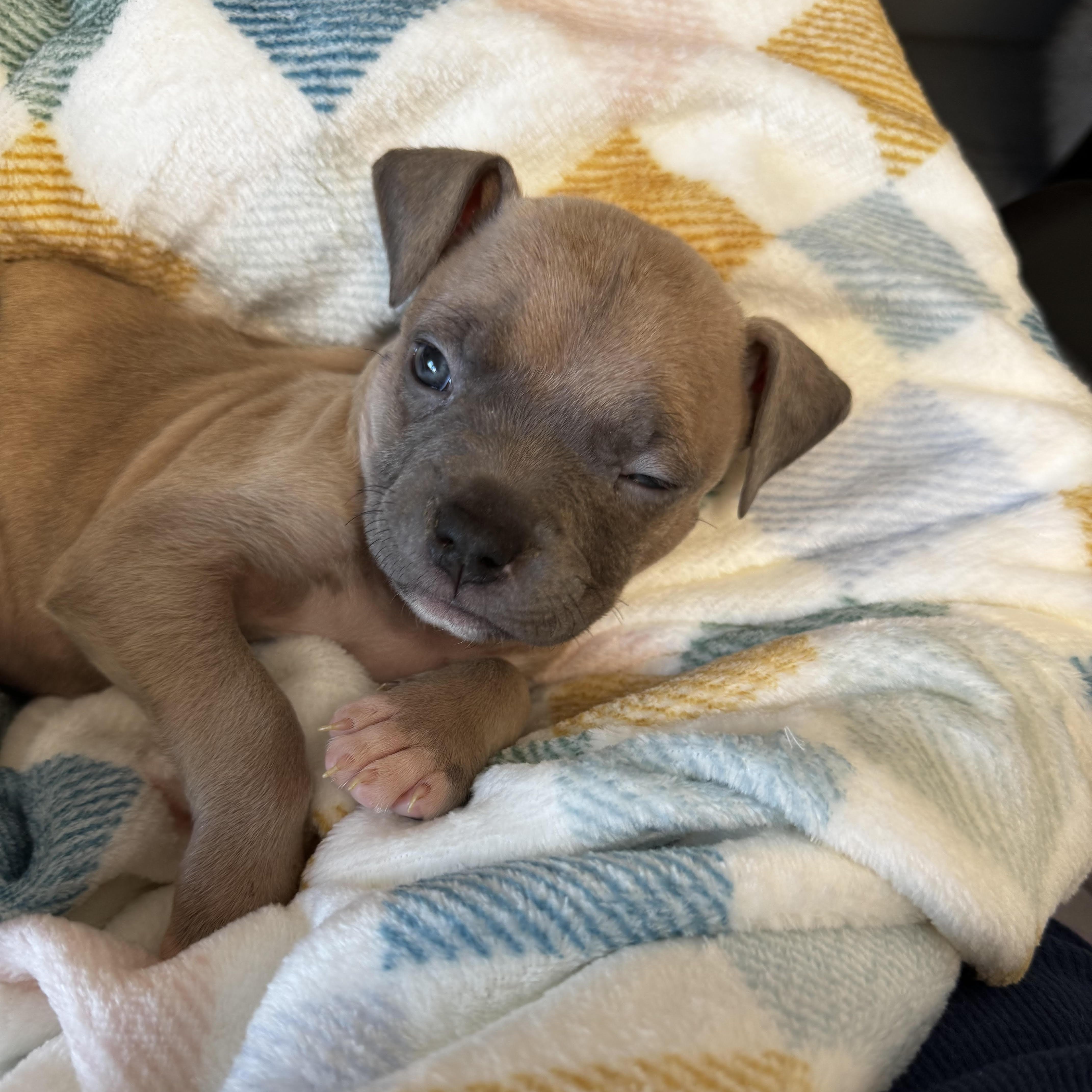 Enlarge Sage, a ADOPTABLE Pit Bull Terrier in Miramar, FL image 2/5