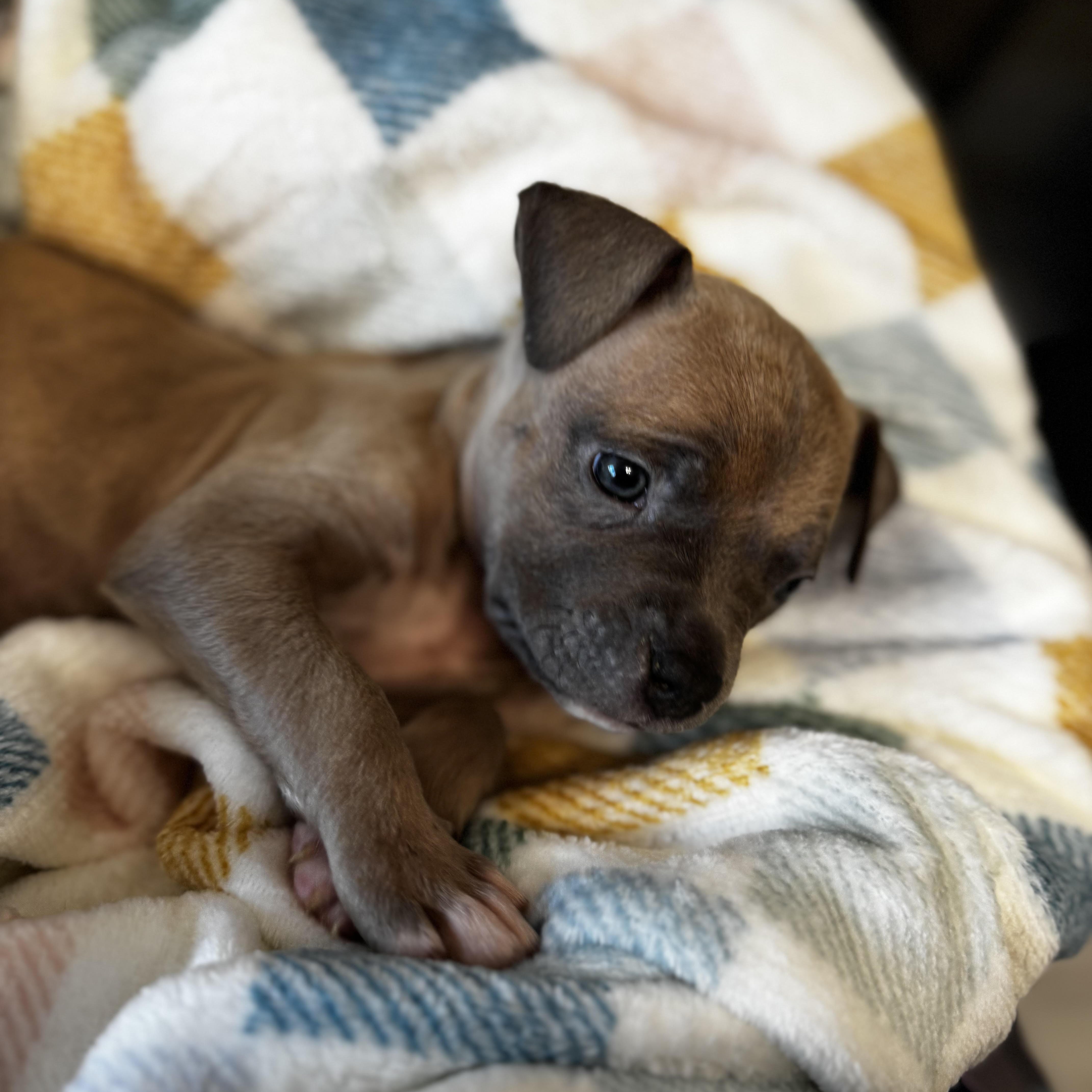 Enlarge Sage, a ADOPTABLE Pit Bull Terrier in Miramar, FL image 5/5