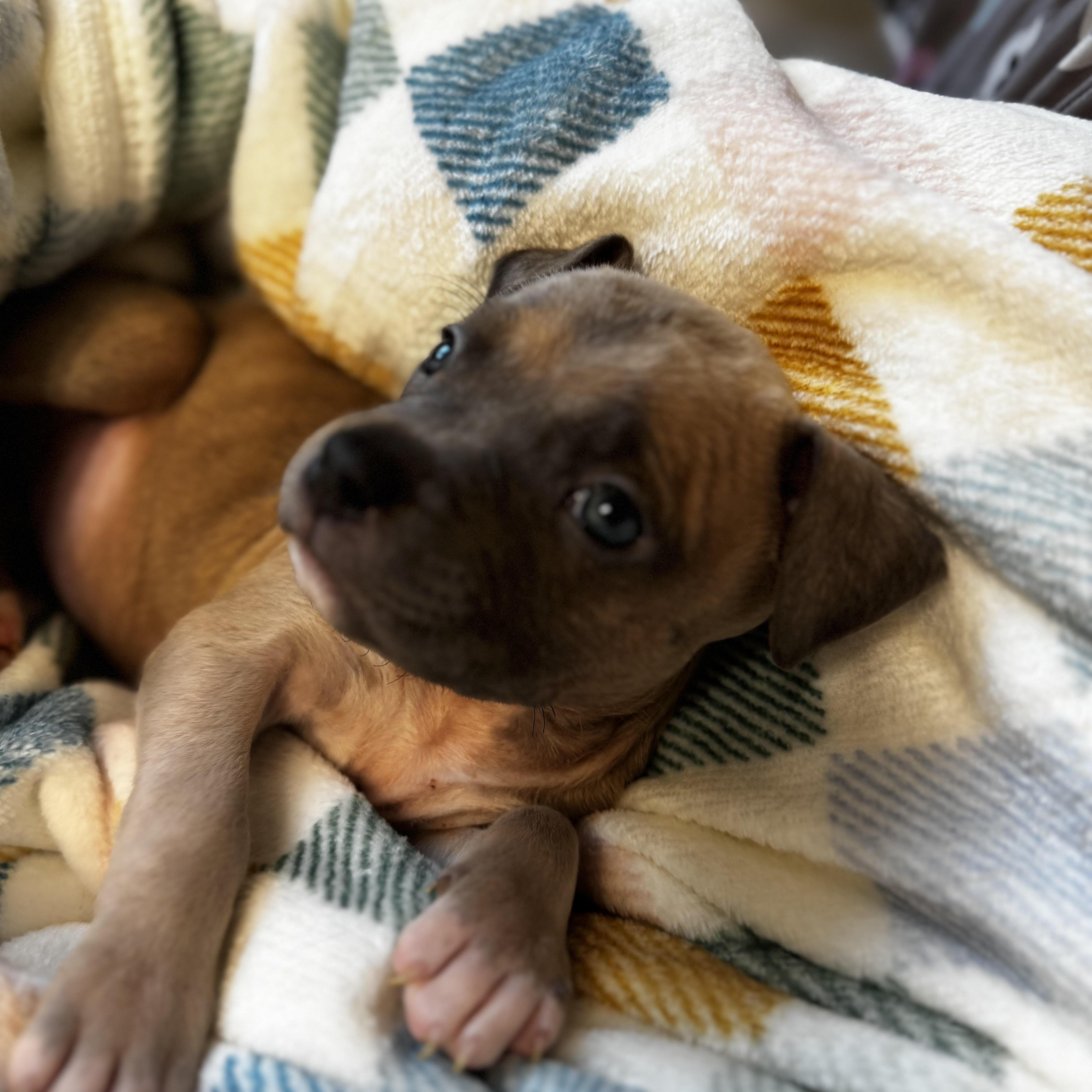 Enlarge Sage, a ADOPTABLE Pit Bull Terrier in Miramar, FL image 3/5
