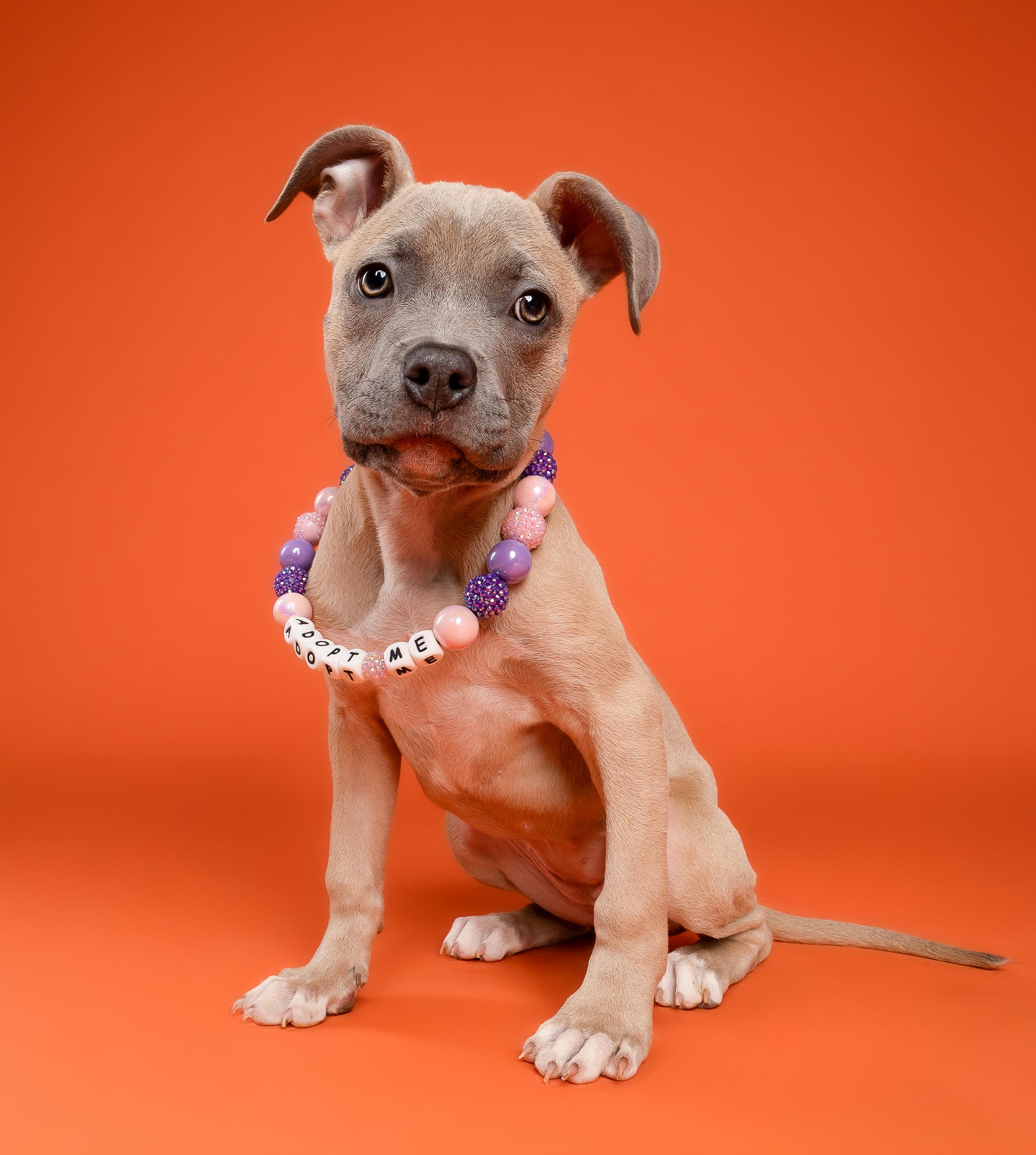 Sage, ADOPTABLE, Puppy Female Pit Bull Terrier.