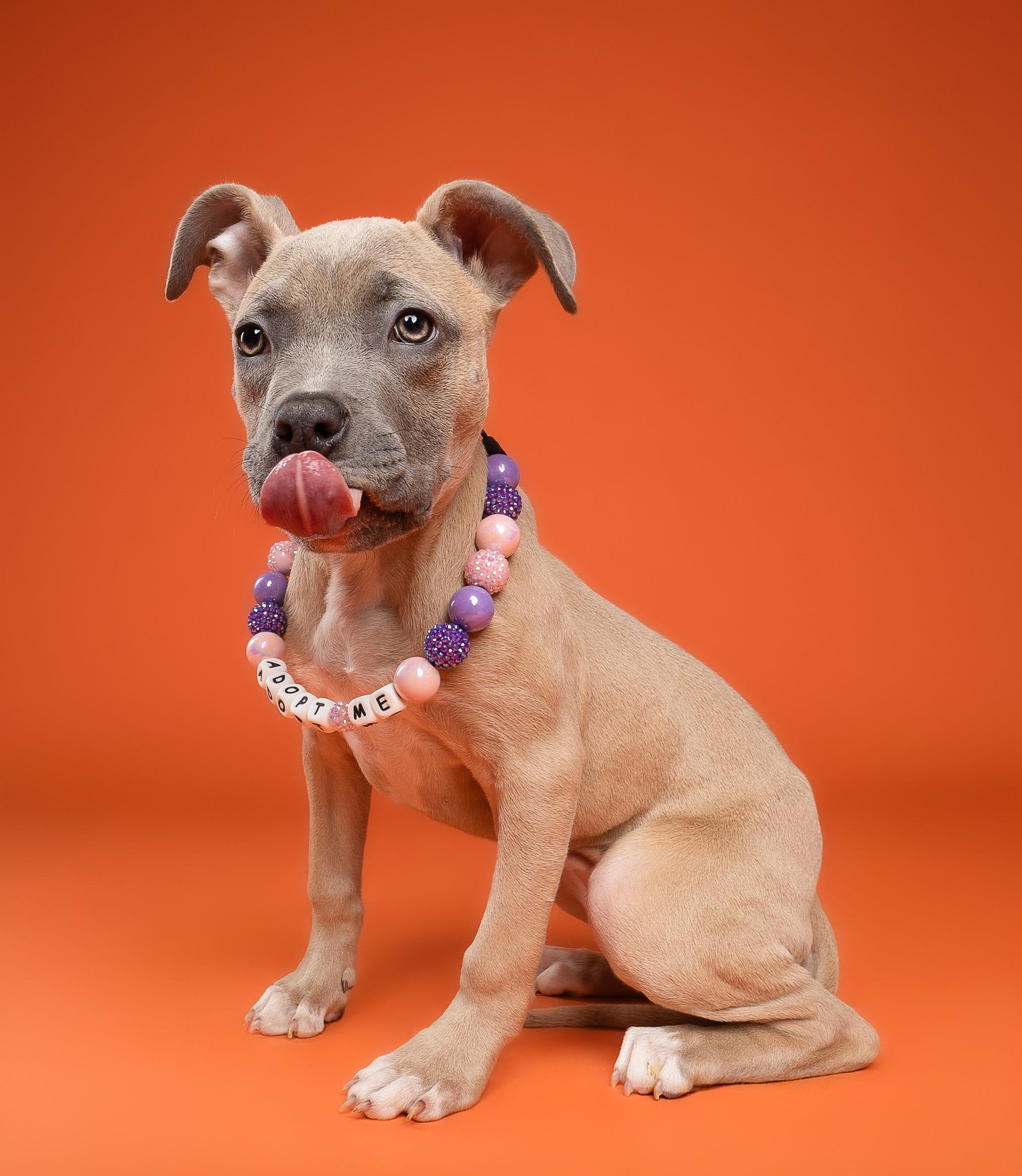 Sage, a ADOPTABLE Pit Bull Terrier in Miramar, FL image 3/4