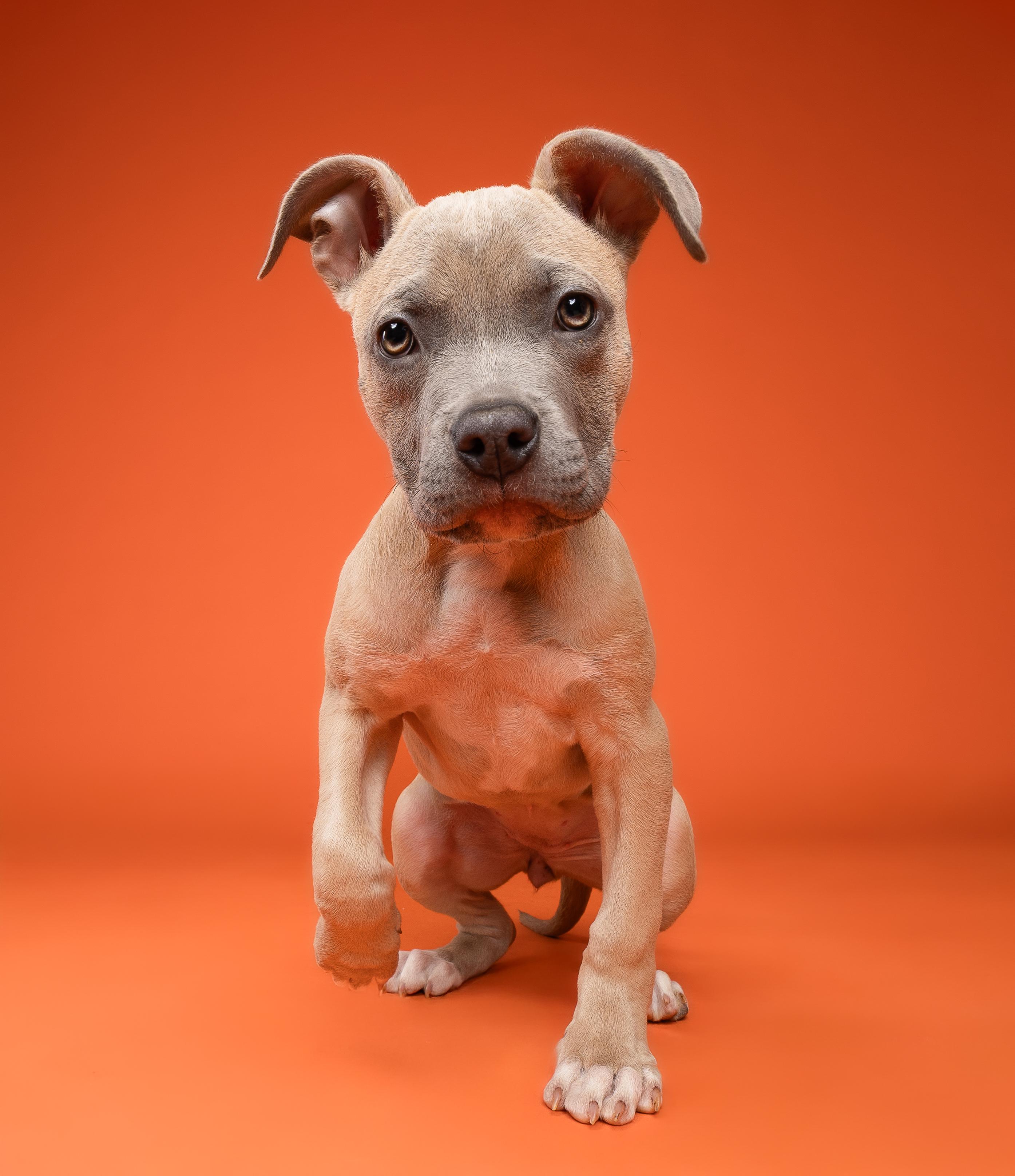 Sage, a ADOPTABLE Pit Bull Terrier in Miramar, FL image 4/4