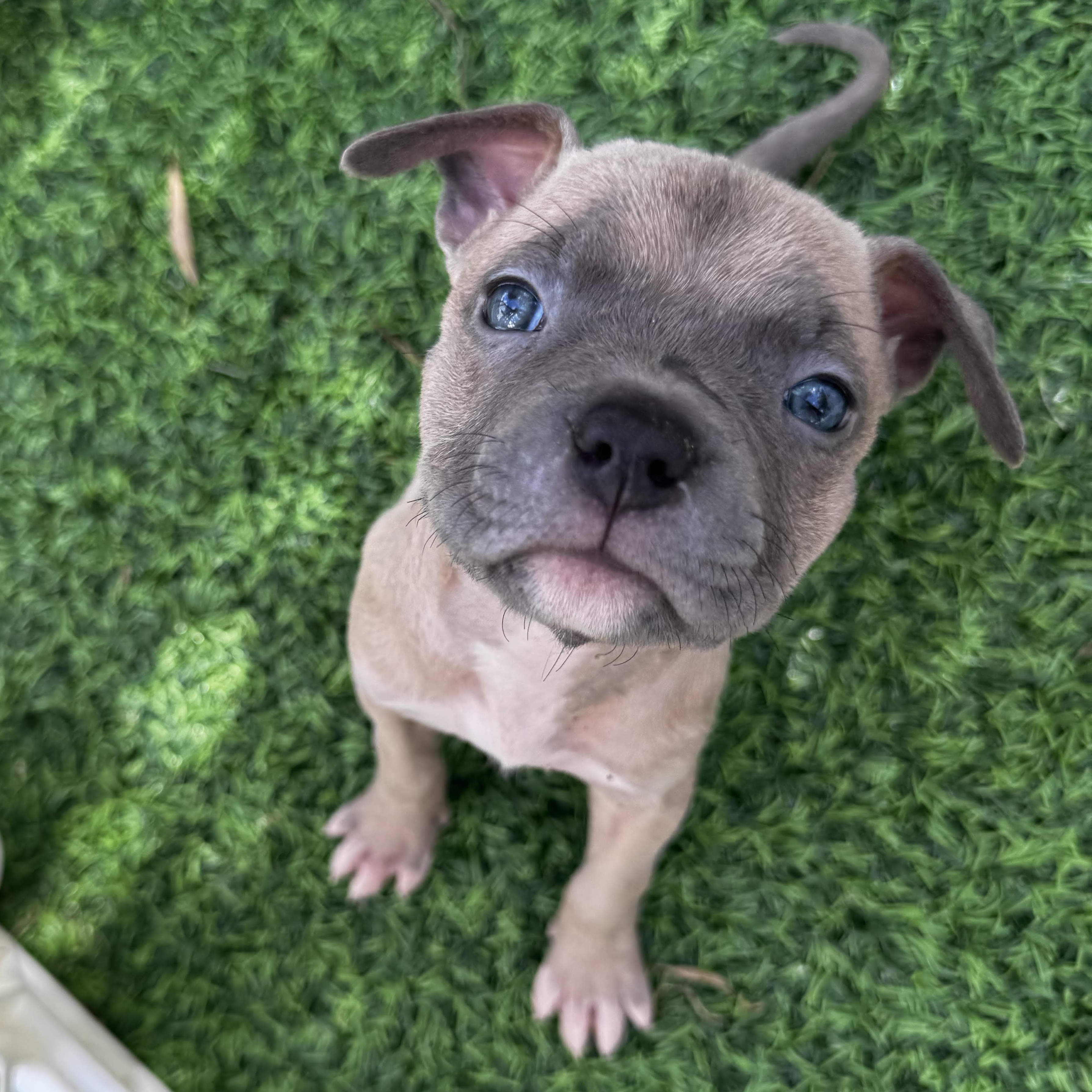 Sage, ADOPTABLE, Puppy Female Pit Bull Terrier.