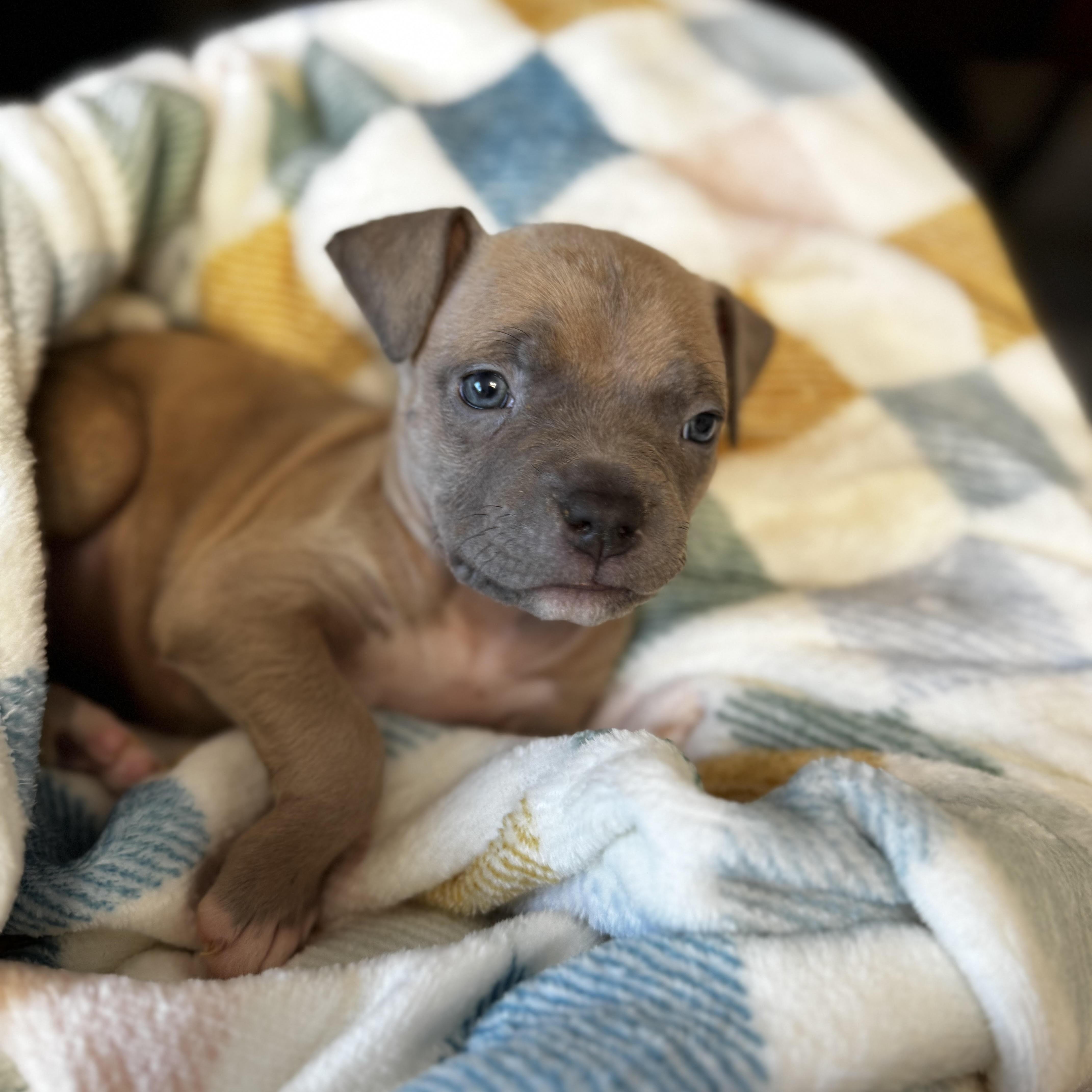 Enlarge Sage, a ADOPTABLE Pit Bull Terrier in Miramar, FL image 4/5