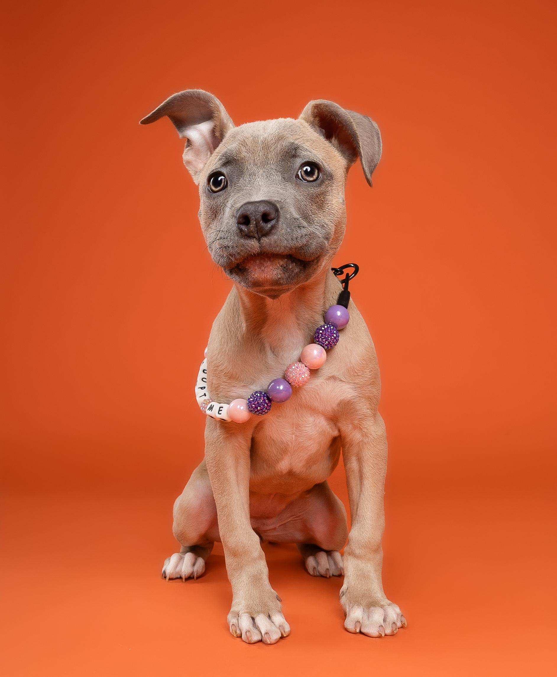 Sage, a ADOPTABLE Pit Bull Terrier in Miramar, FL image 2/4
