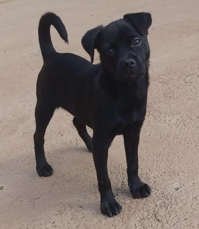 Enlarge Jarah, an adopted mixed breed in Virginia Beach, VA image 3/4