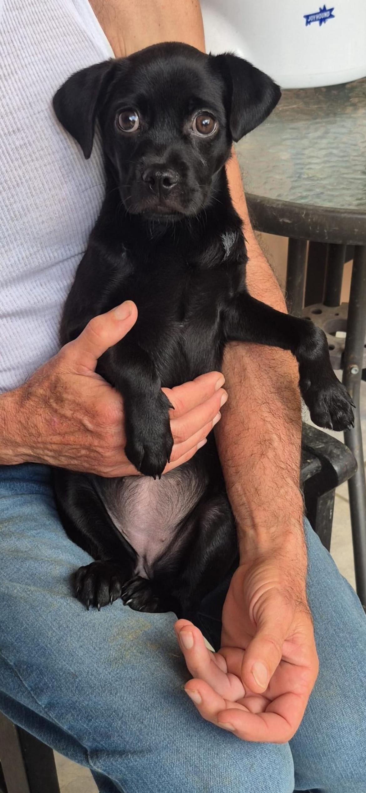 Enlarge Jarah, an adopted mixed breed in Virginia Beach, VA image 2/4