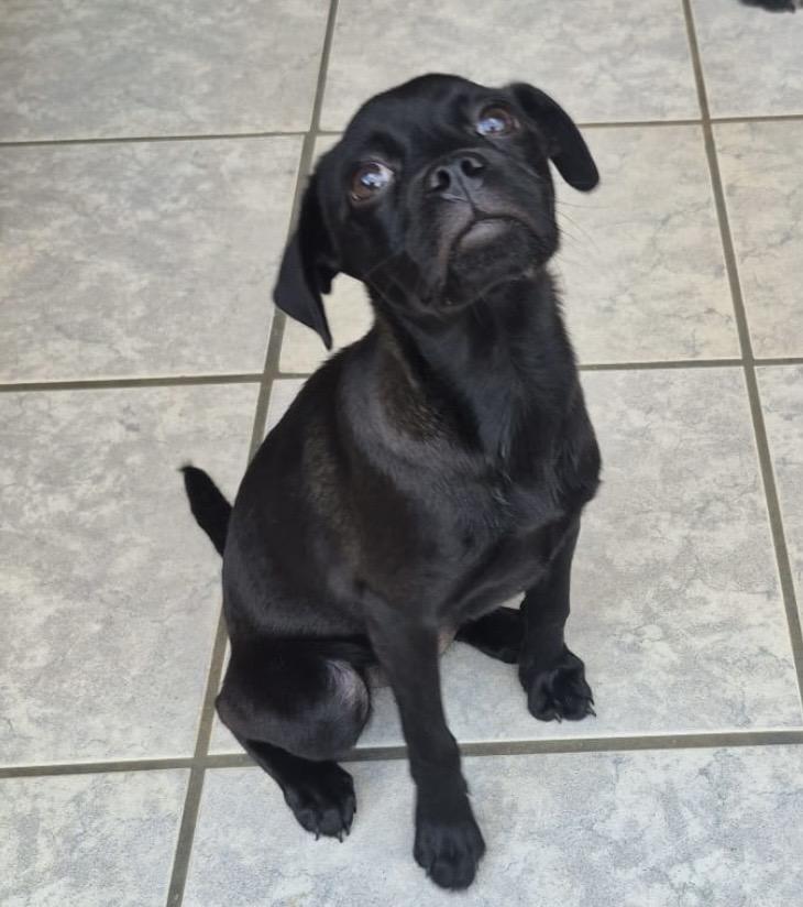 Jarah, adopted, Puppy Female Pug & French Bulldog.