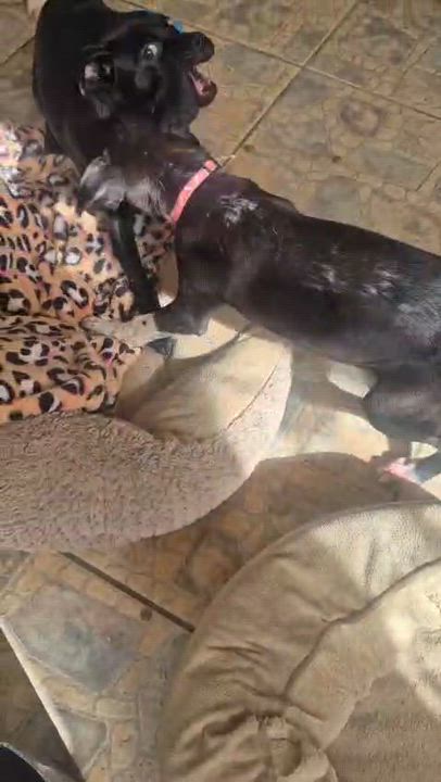 Enlarge Jarah, an adopted mixed breed in Virginia Beach, VA video 4/4