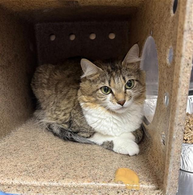 Enlarge SHIMMY SHIMMY YA, a Adoptable Domestic Medium Hair in Louisville, KY image 1/1