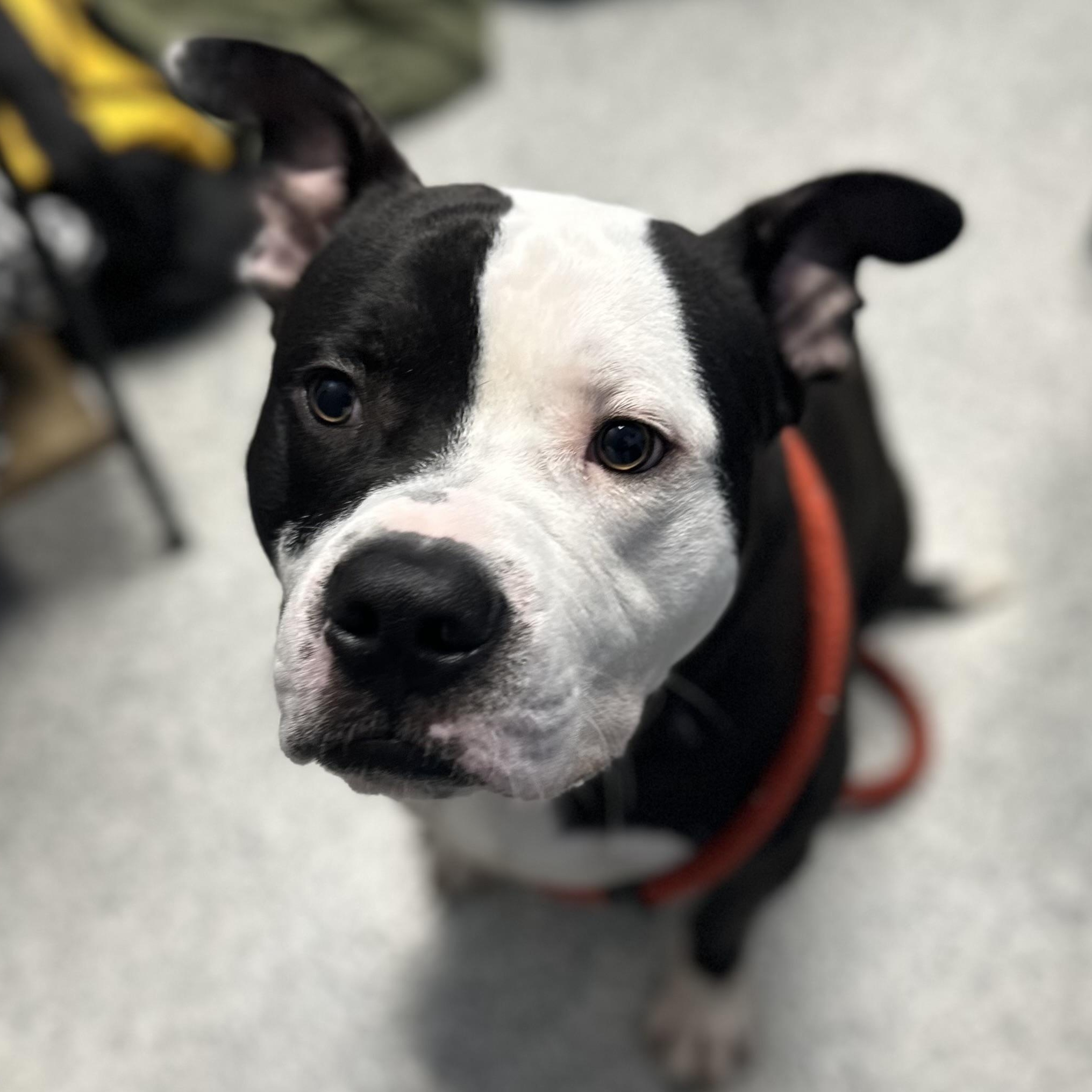 Damu, Adult Male unknown