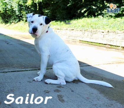 Enlarge Sailor, a Adoptable American Bulldog in Newport, KY image 1/3