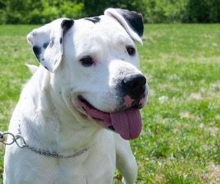 Enlarge Sailor, a Adoptable American Bulldog in Newport, KY image 2/3