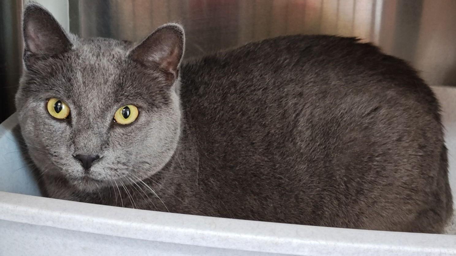 Smokey, a Adoptable Domestic Short Hair in Wahpeton, ND image 2/5