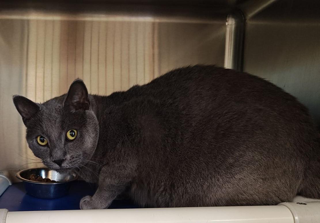 Smokey, a Adoptable Domestic Short Hair in Wahpeton, ND image 3/5