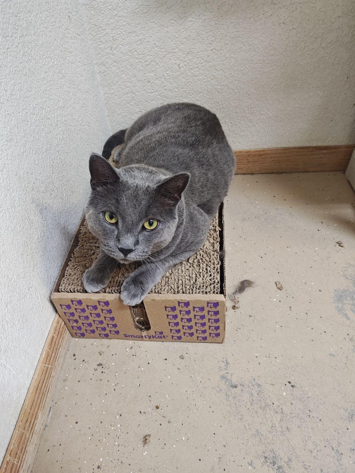 Smokey, Adoptable, Adult Male Domestic Short Hair.