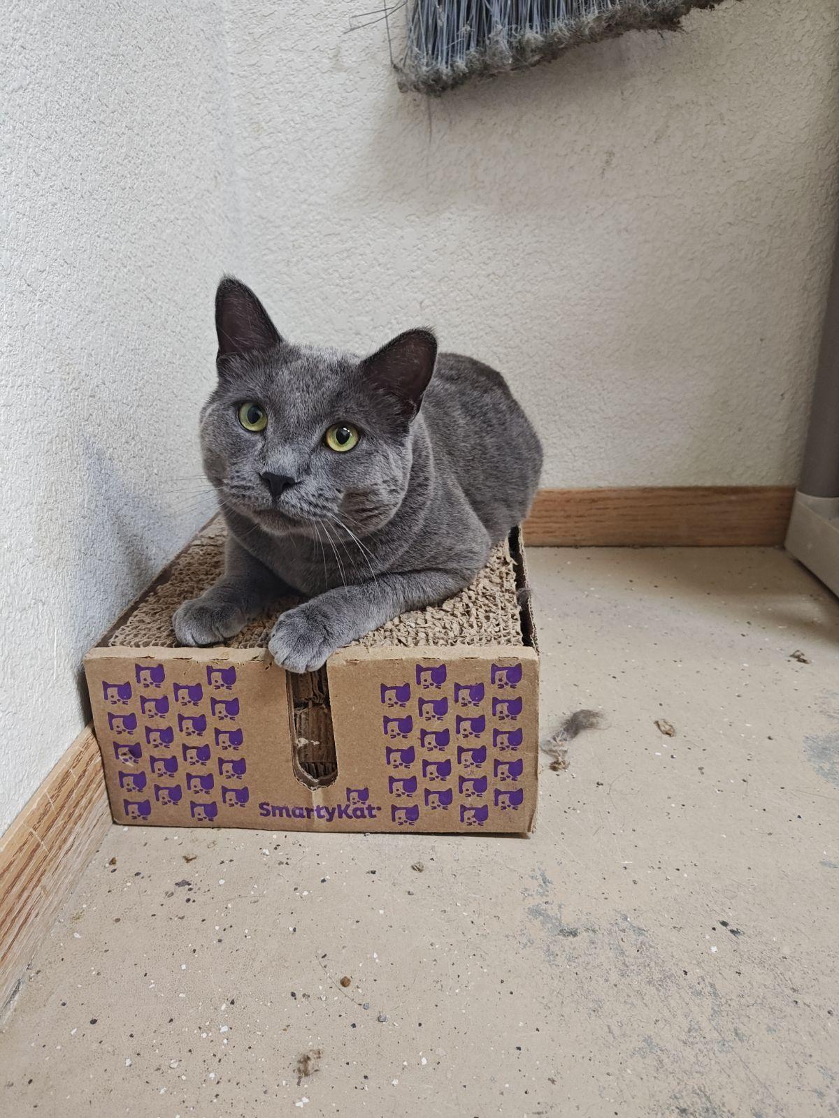 Smokey, a Adoptable Domestic Short Hair in Wahpeton, ND image 5/5