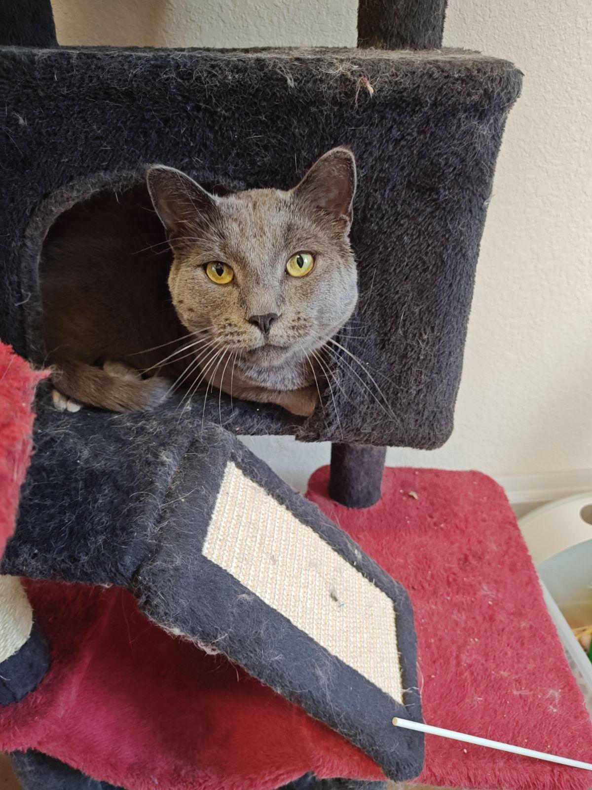Smokey, a Adoptable Domestic Short Hair in Wahpeton, ND image 4/5
