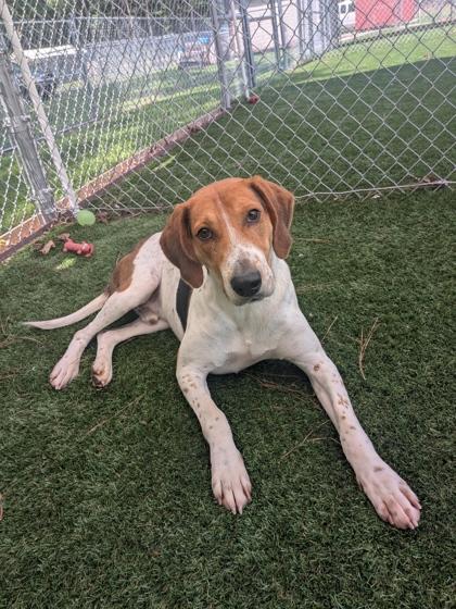 Skeeter, Adoptable, Adult Male Hound & Mixed Breed.