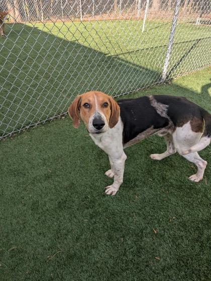 Enlarge Skeeter, a Adoptable mixed breed in Louisburg, NC image 1/1