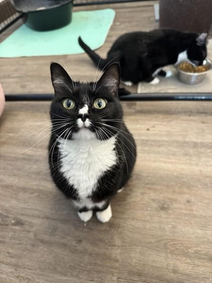 MJ, Adoptable, Senior Female Domestic Short Hair & Domestic Short Hair.