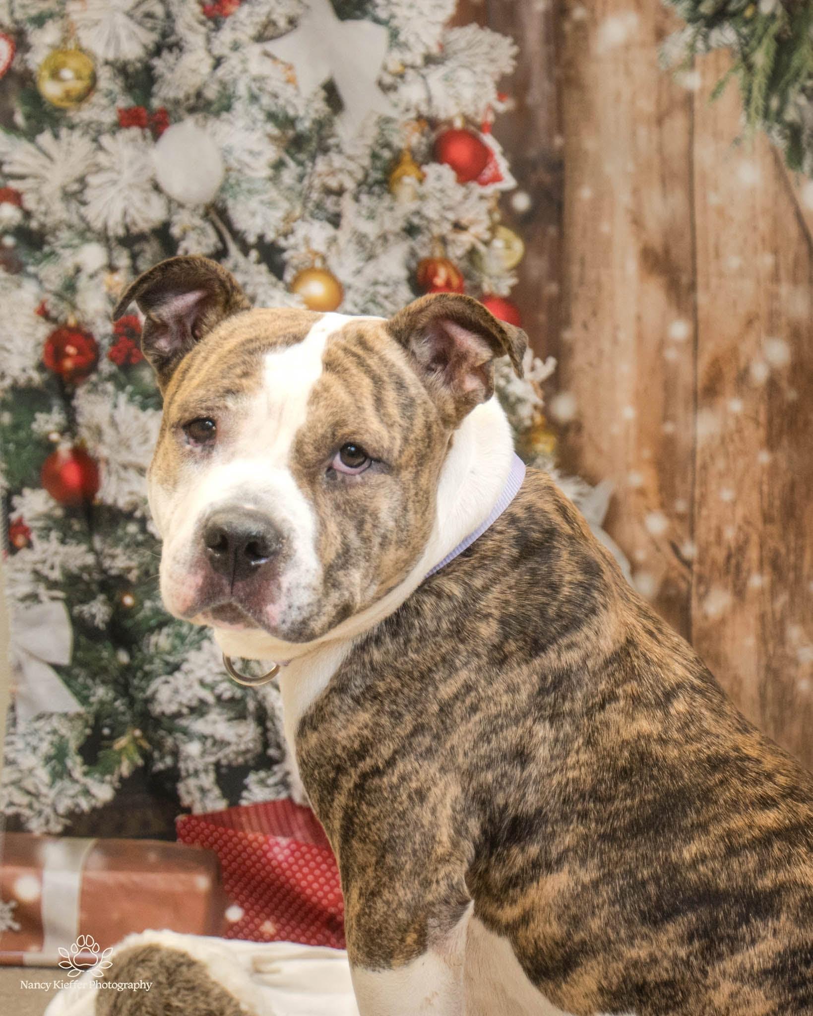 Ruby Sue, a Adoptable mixed breed in Jamesville, NY image 2/5