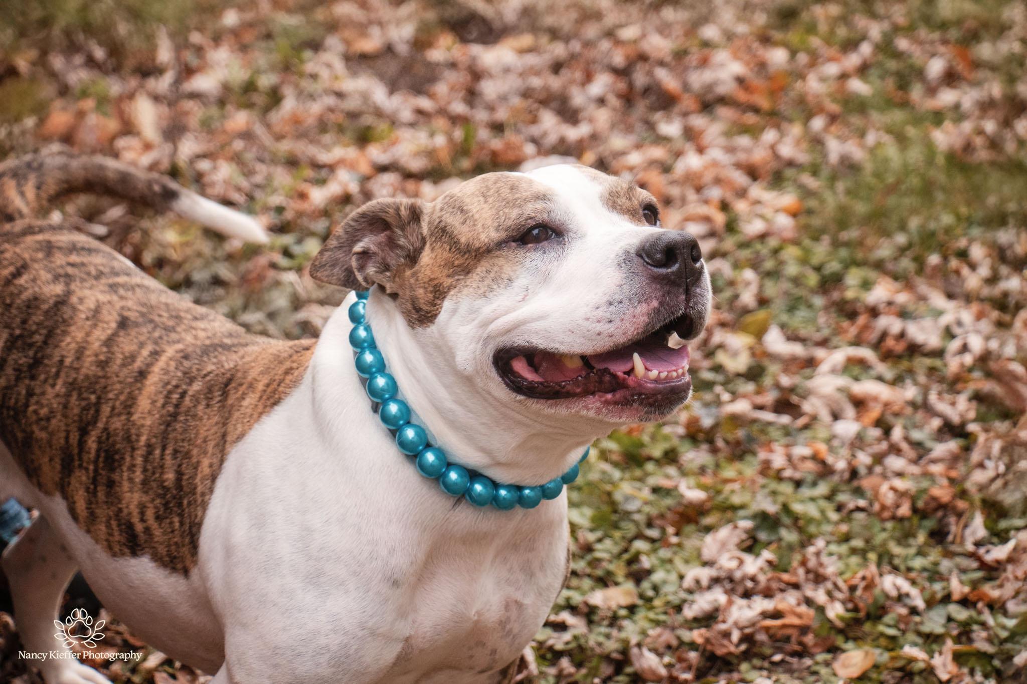 Ruby Sue, a Adoptable mixed breed in Jamesville, NY image 3/5
