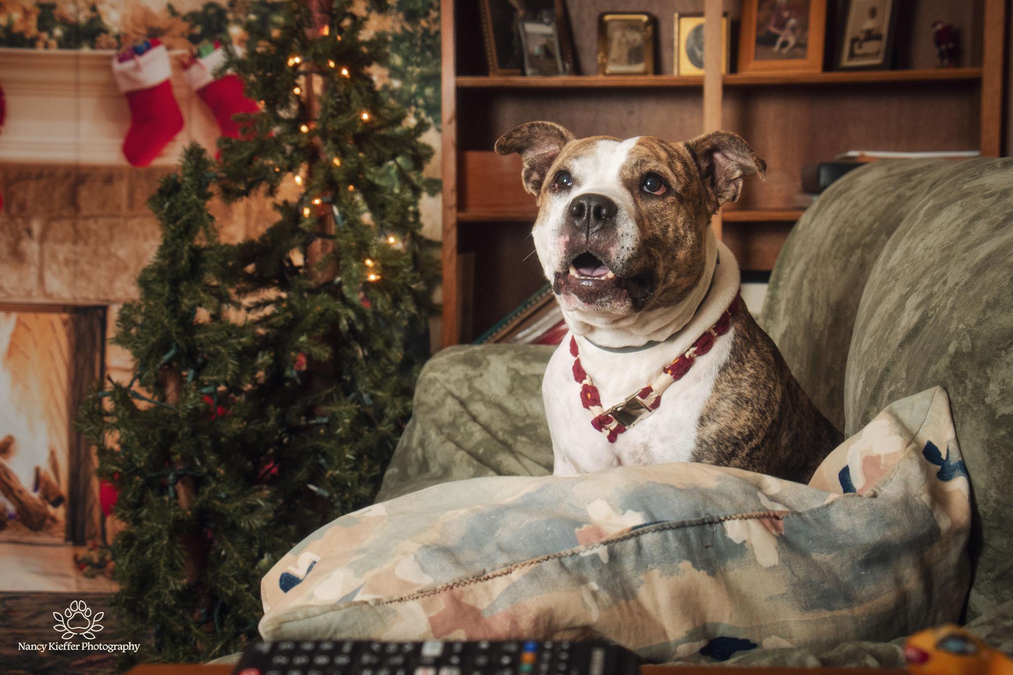 Ruby Sue, Adoptable, Adult Female Terrier.