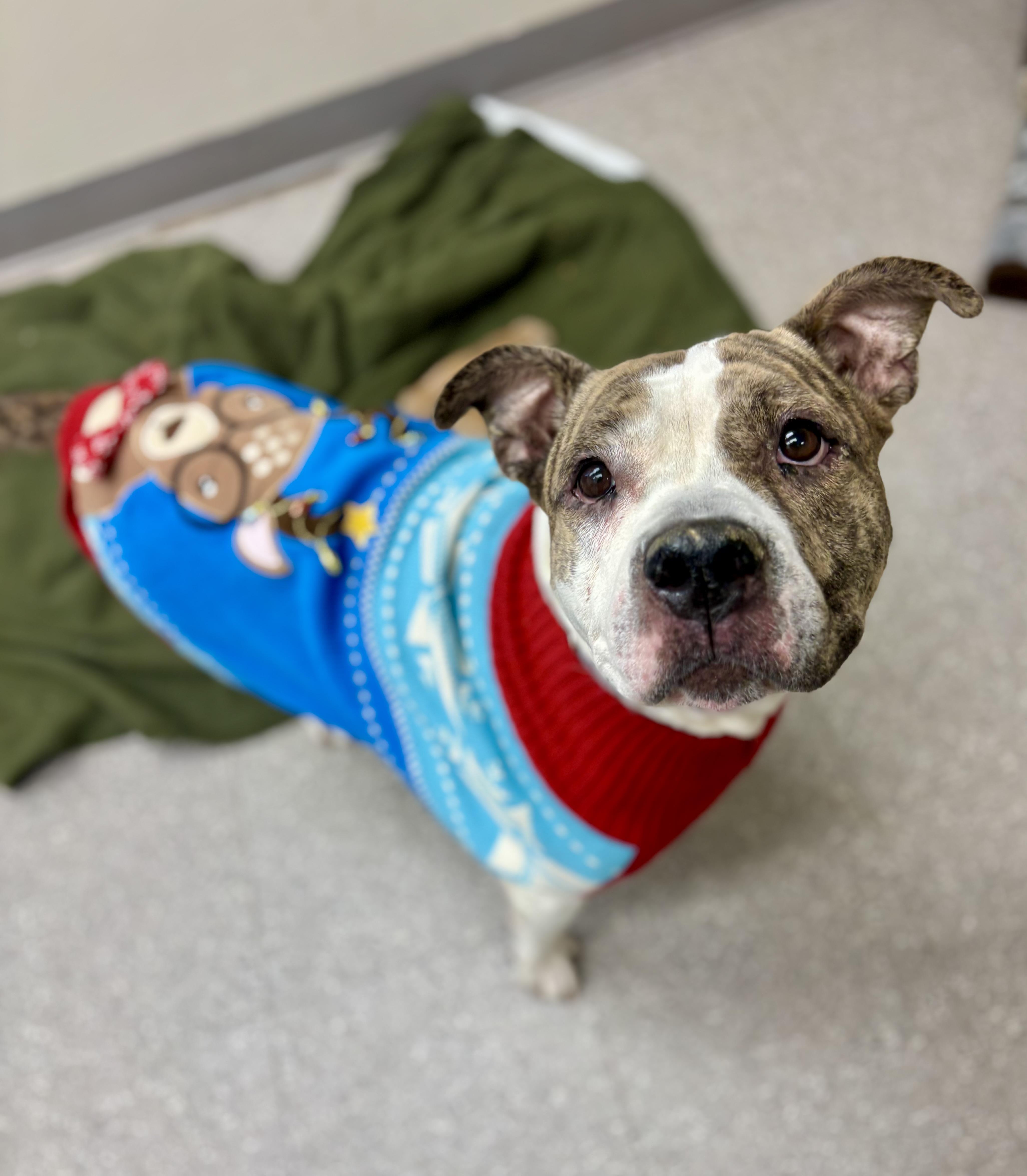 Ruby Sue, a Adoptable mixed breed in Jamesville, NY image 5/5